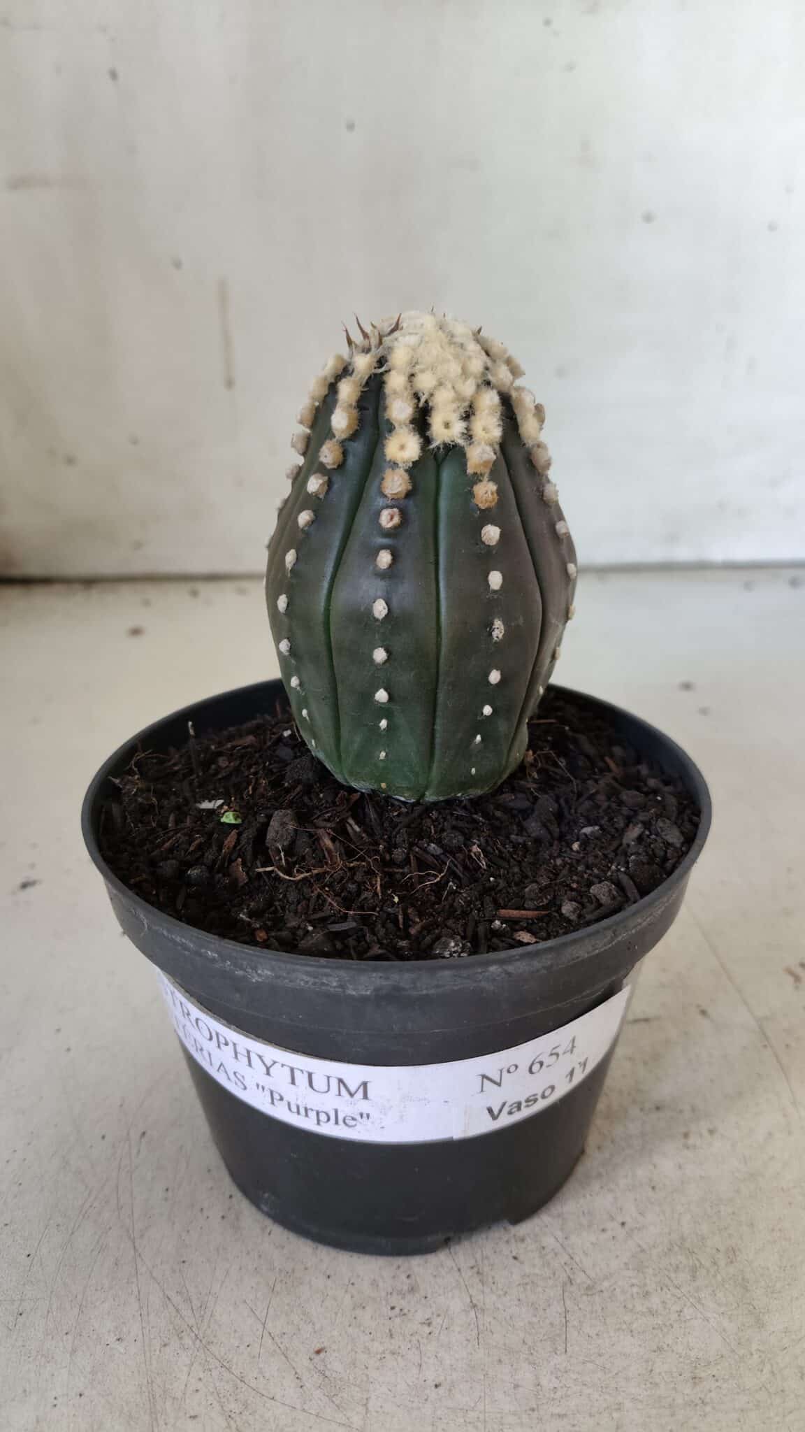 ASTROPHYTUM ASTERIAS “Purple”   Nº 654 – vaso 11