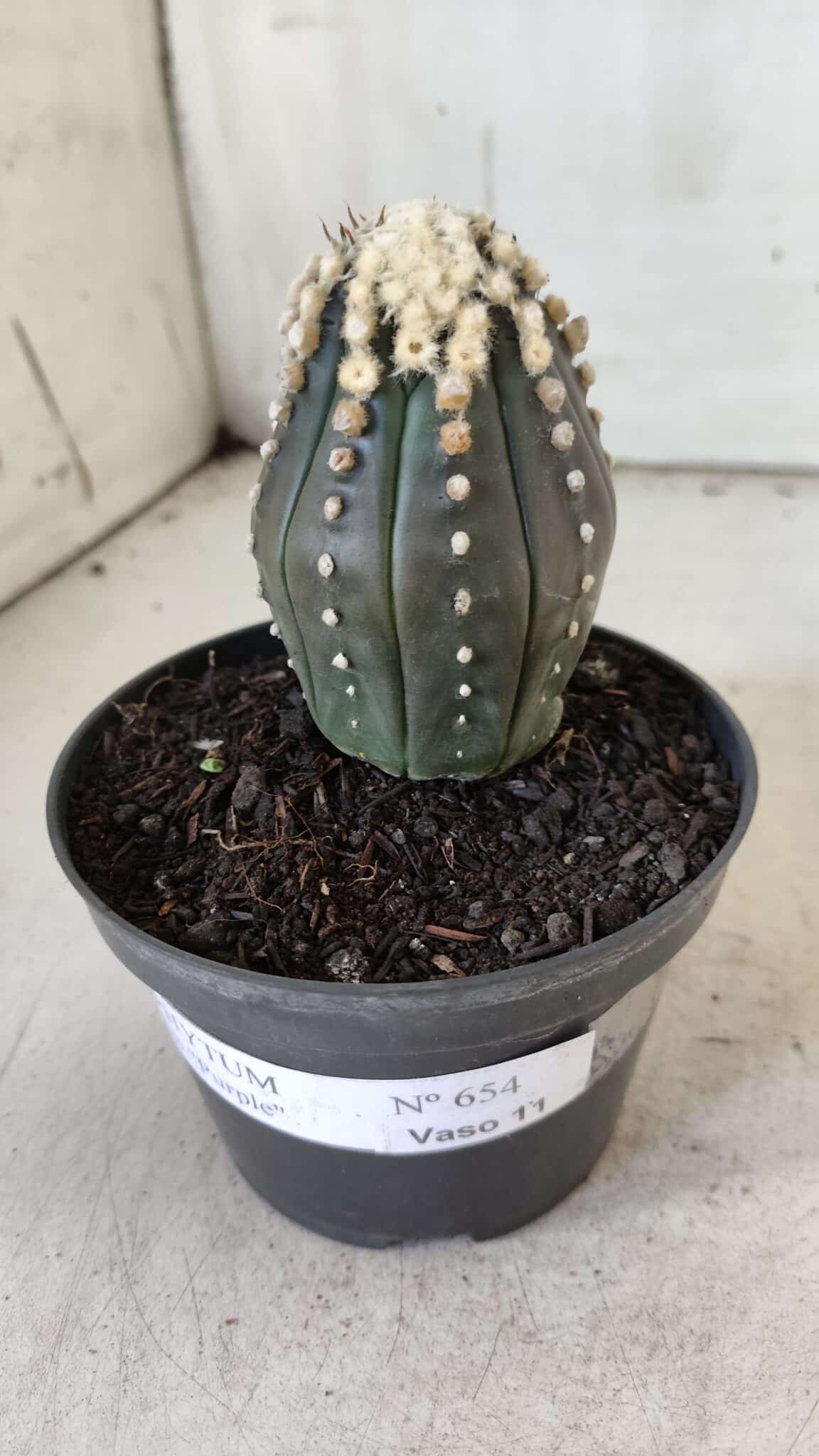 ASTROPHYTUM ASTERIAS “Purple”   Nº 654 – vaso 11