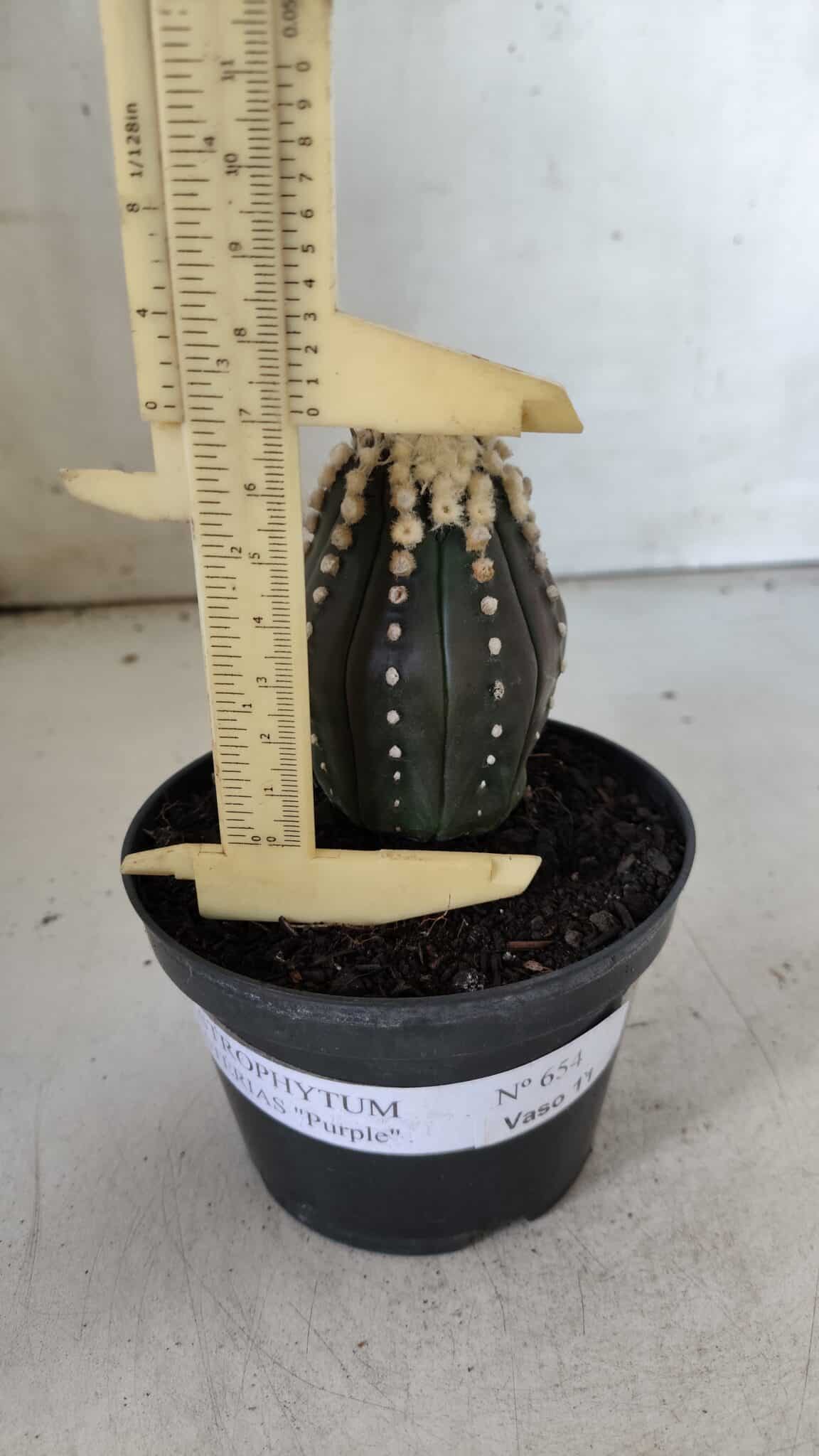 ASTROPHYTUM ASTERIAS “Purple”   Nº 654 – vaso 11