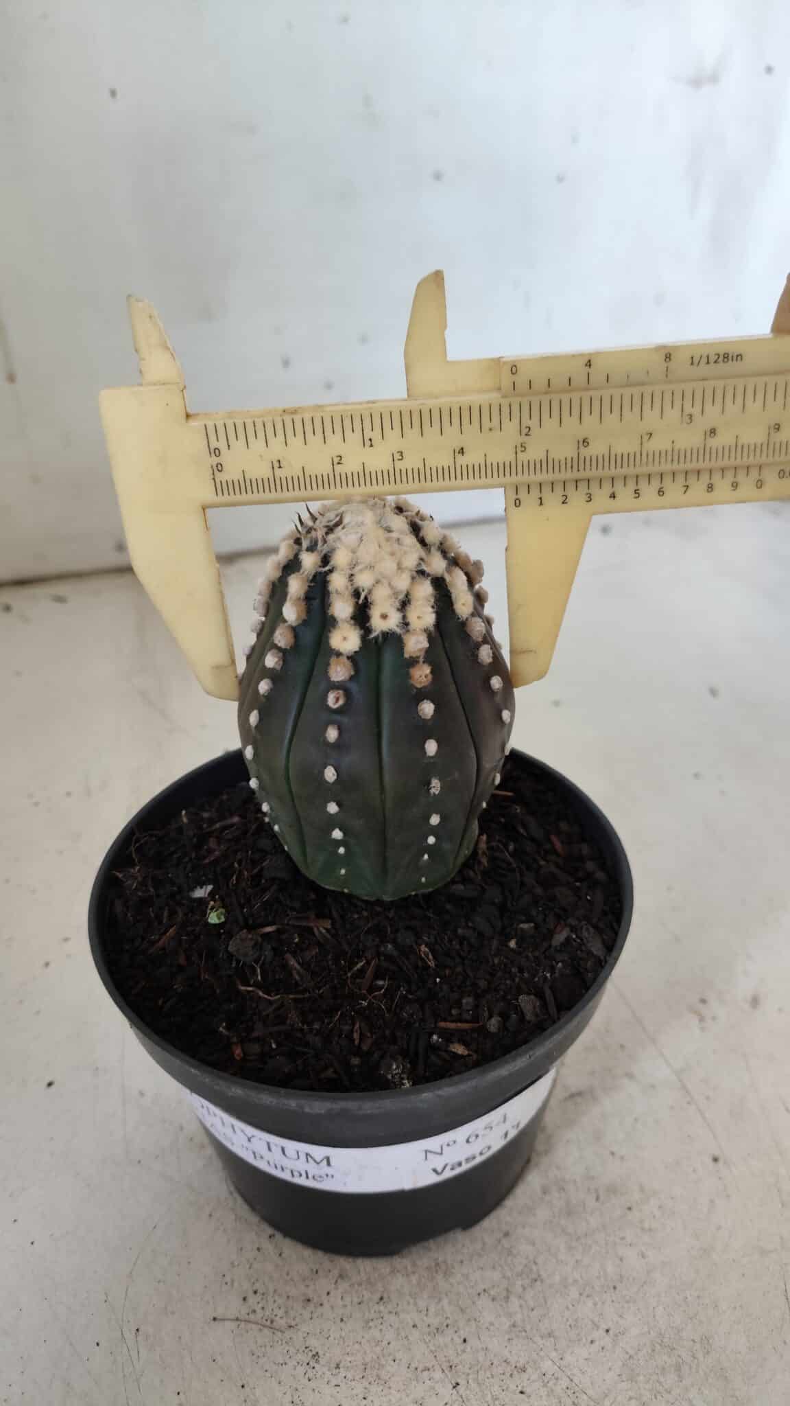 ASTROPHYTUM ASTERIAS “Purple”   Nº 654 – vaso 11