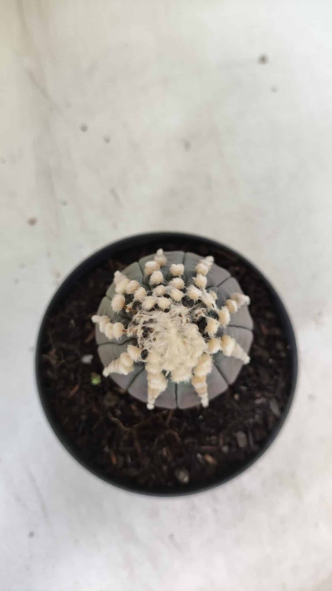 ASTROPHYTUM ASTERIAS “Purple”   Nº 654 – vaso 11