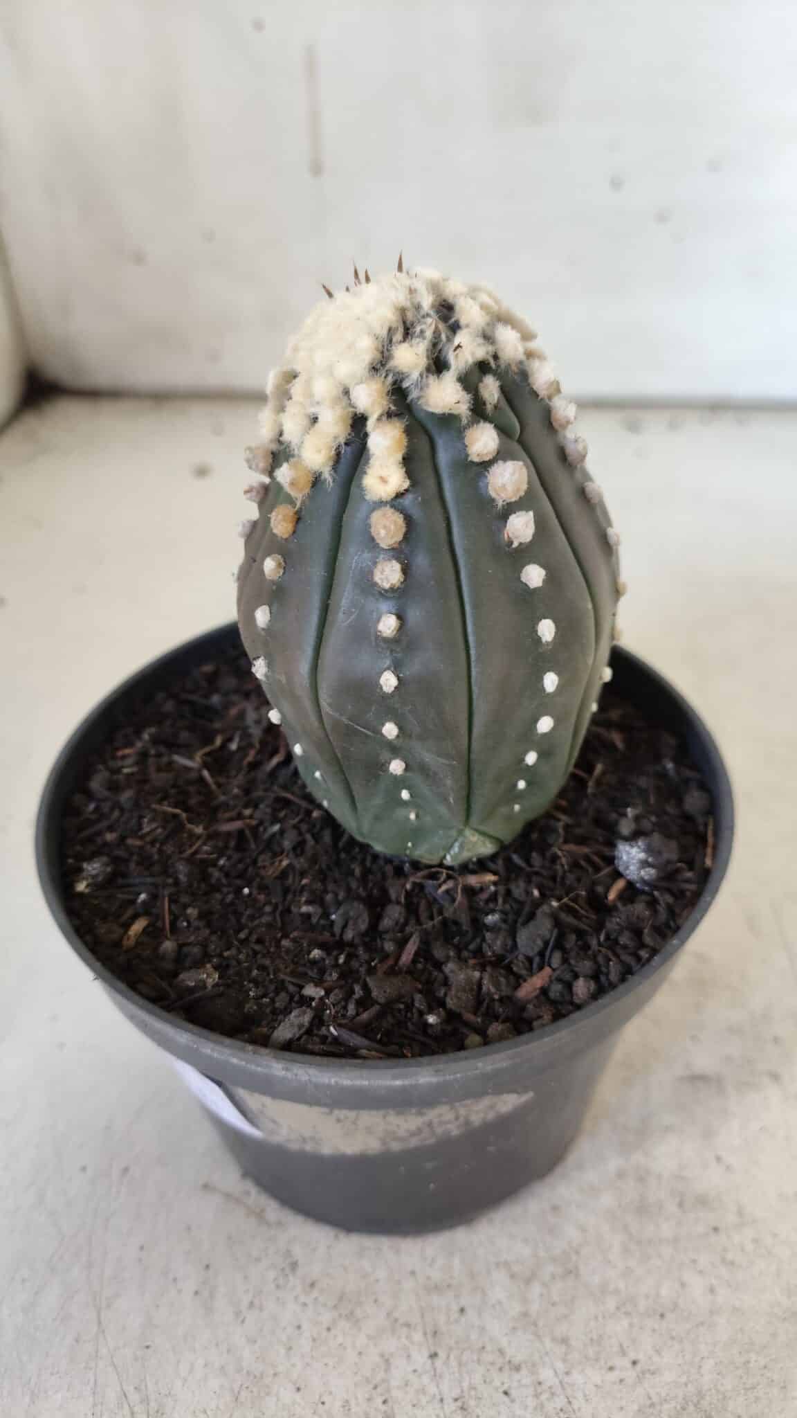 ASTROPHYTUM ASTERIAS “Purple”   Nº 654 – vaso 11