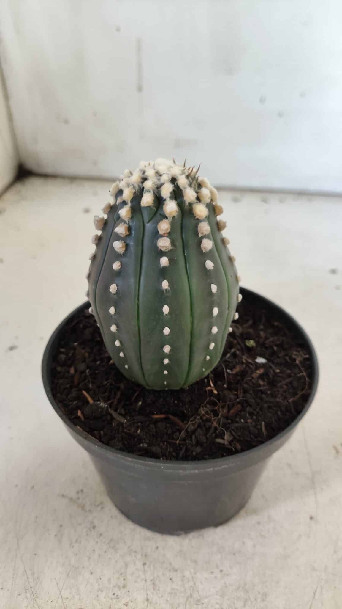 ASTROPHYTUM ASTERIAS “Purple”   Nº 654 – vaso 11
