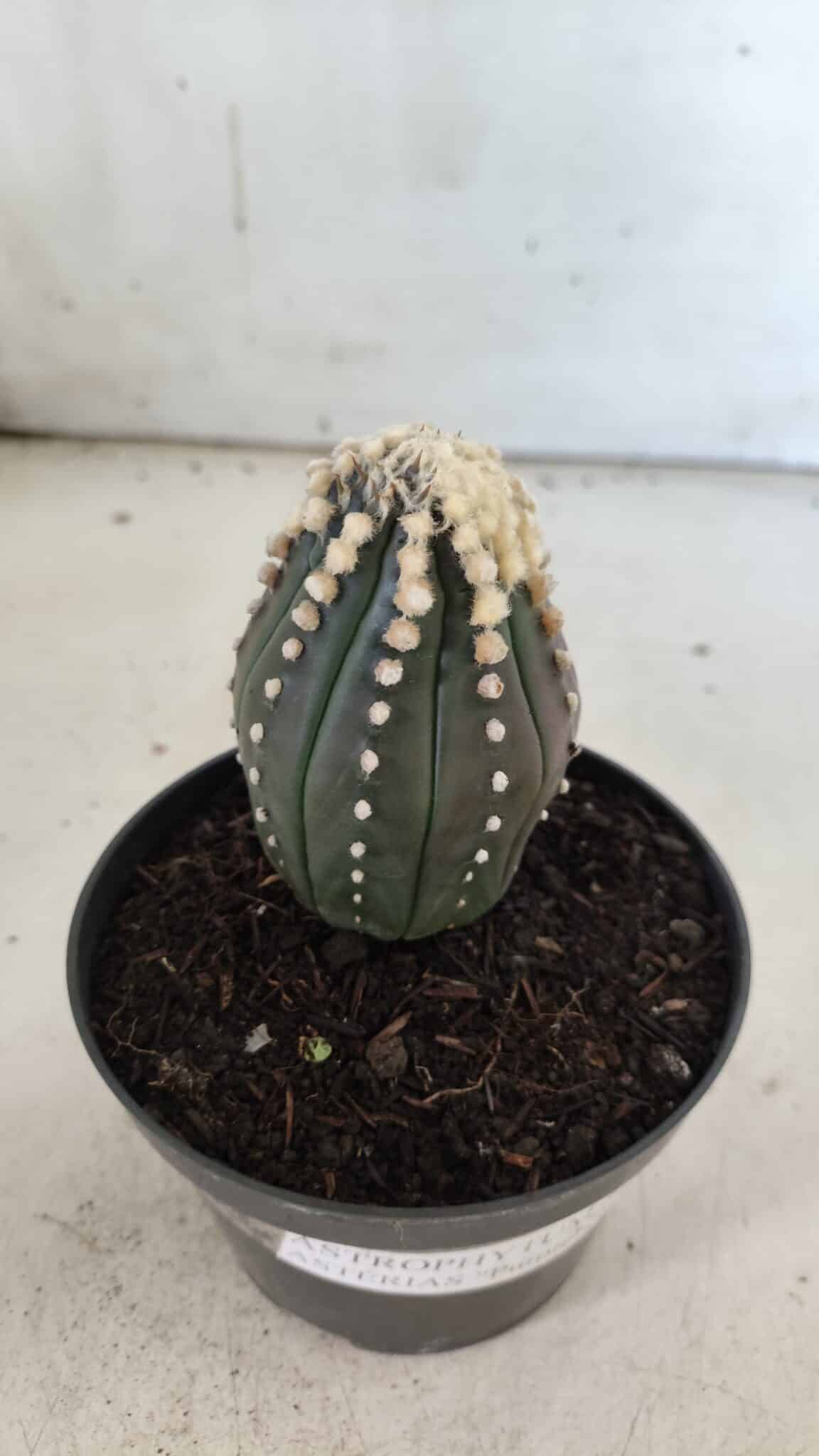 ASTROPHYTUM ASTERIAS “Purple”   Nº 654 – vaso 11