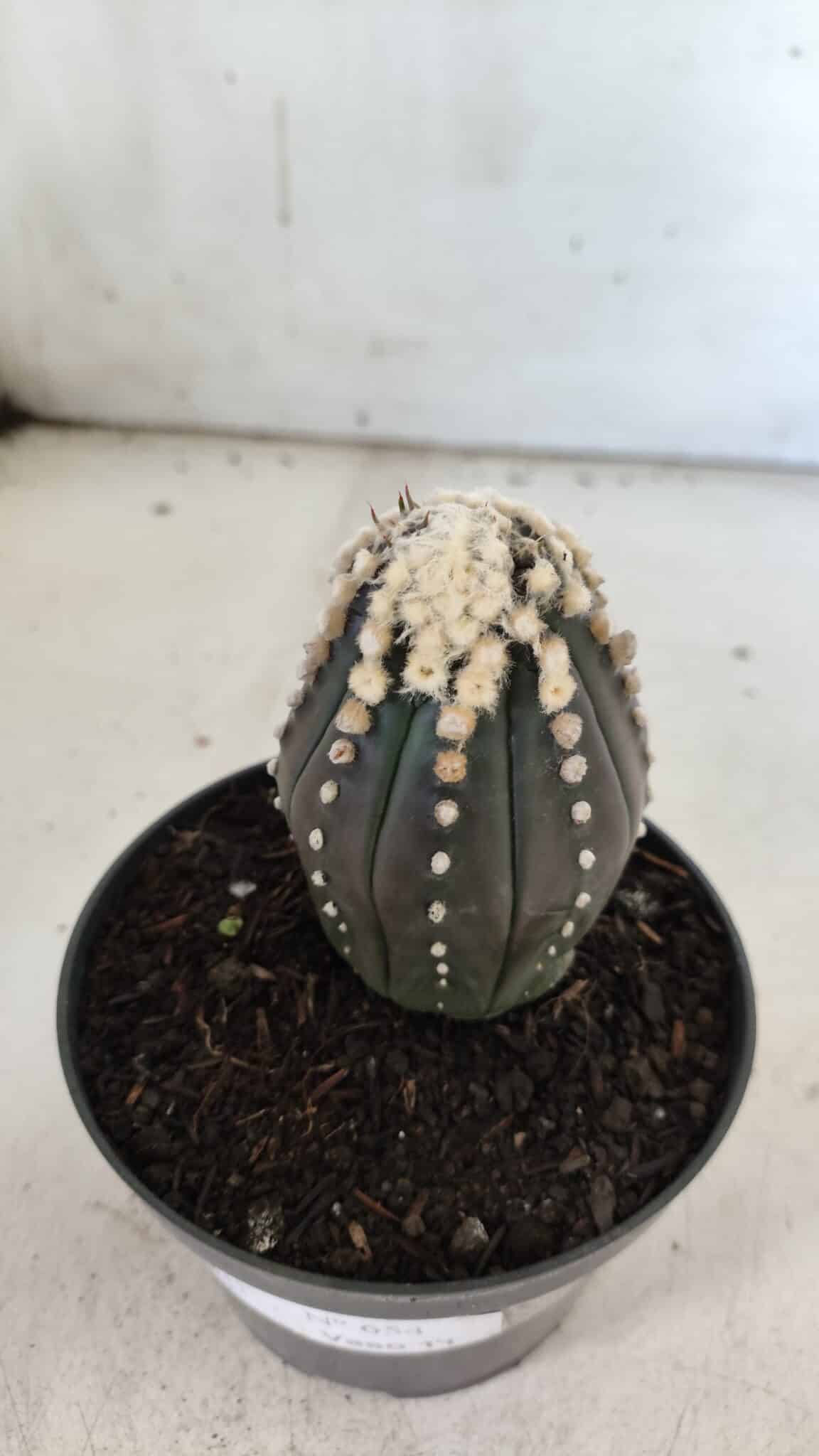 ASTROPHYTUM ASTERIAS “Purple”   Nº 654 – vaso 11