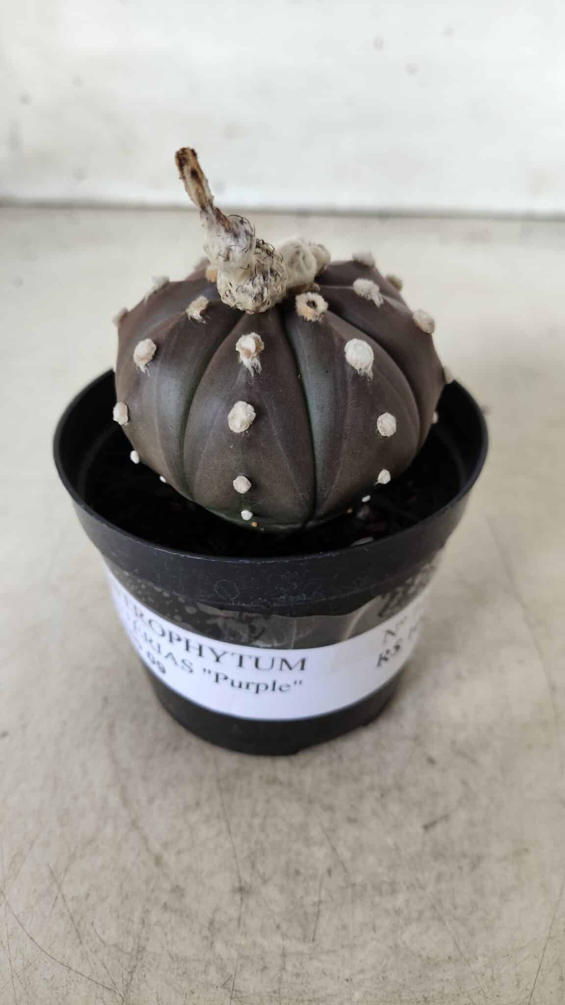 ASTROPHYTUM ASTERIAS “Purple”  Nº 716 – vaso 09
