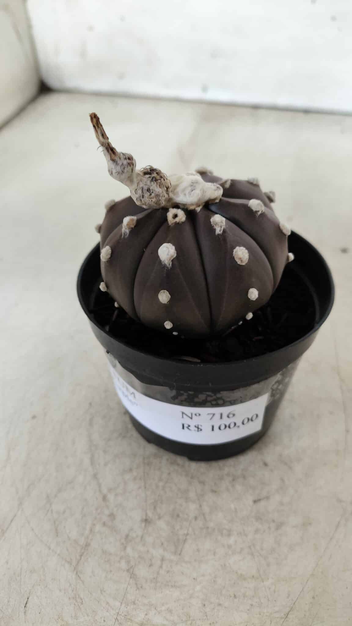 ASTROPHYTUM ASTERIAS “Purple”  Nº 716 – vaso 09