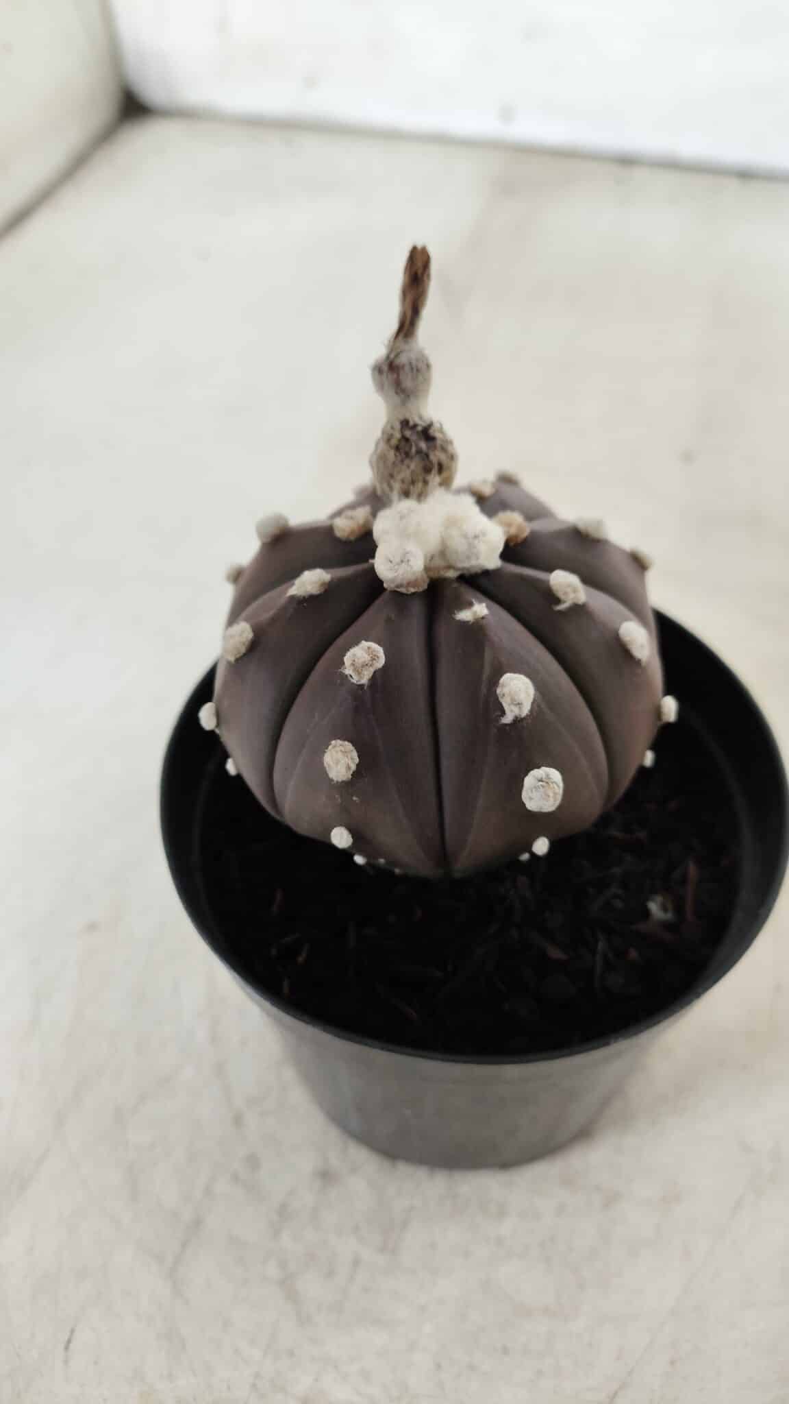 ASTROPHYTUM ASTERIAS “Purple”  Nº 716 – vaso 09