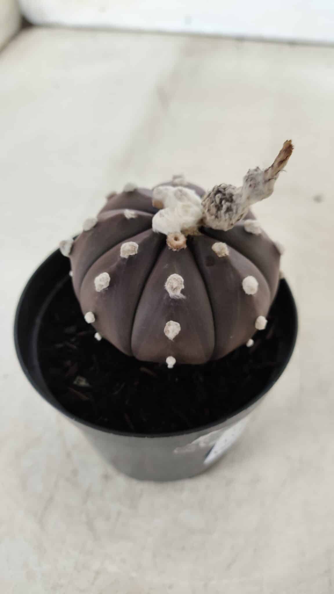 ASTROPHYTUM ASTERIAS “Purple”  Nº 716 – vaso 09