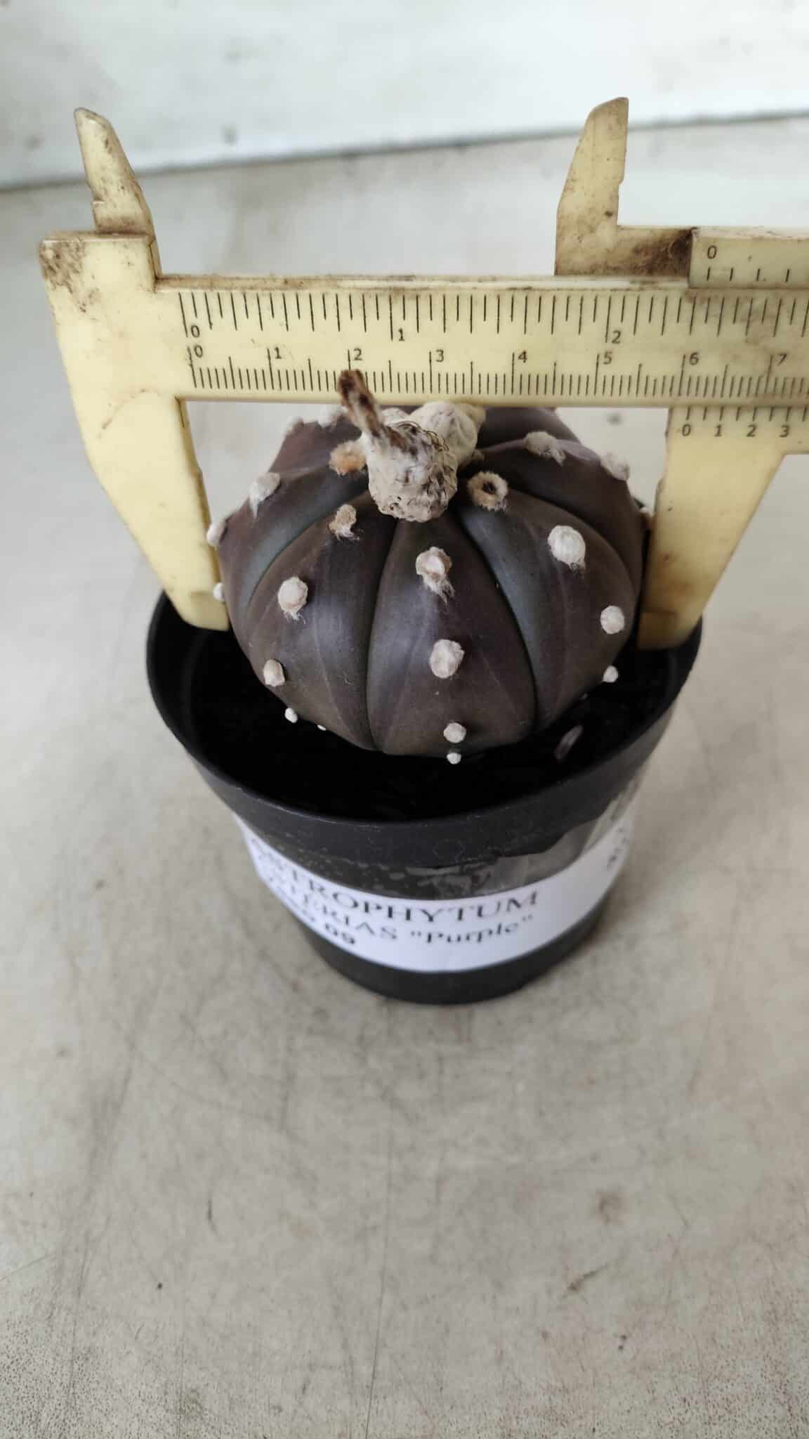 ASTROPHYTUM ASTERIAS “Purple”  Nº 716 – vaso 09