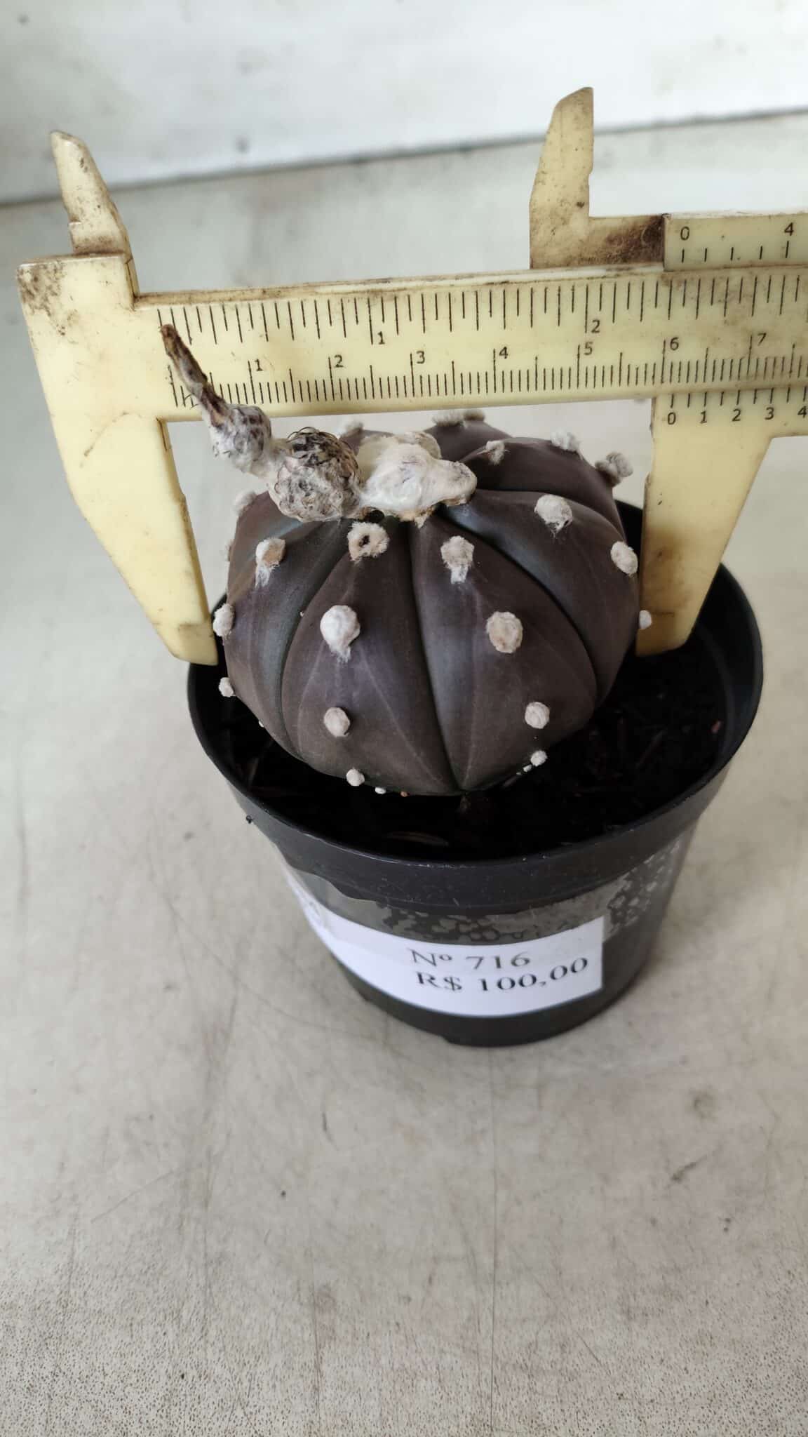 ASTROPHYTUM ASTERIAS “Purple”  Nº 716 – vaso 09