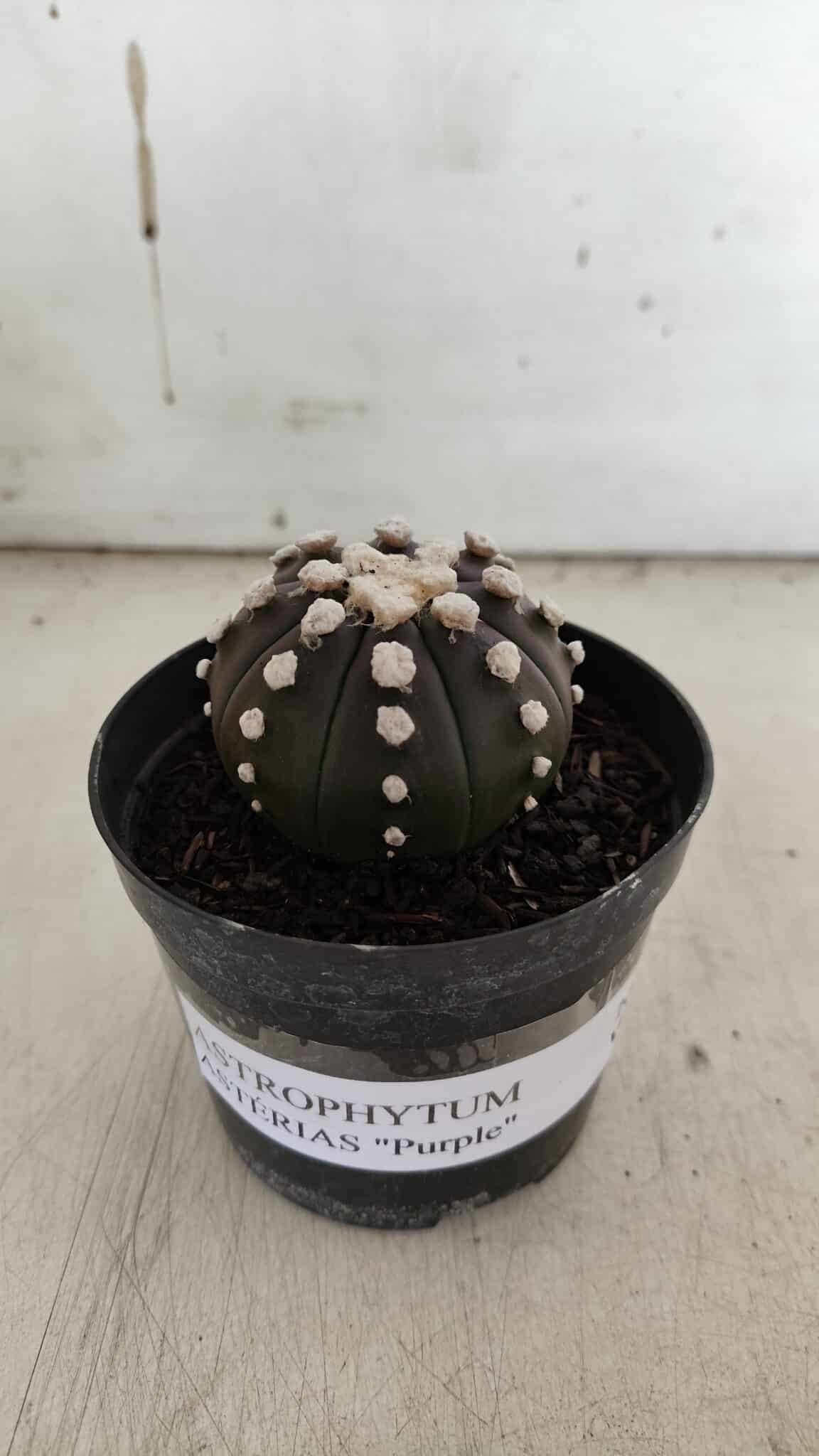 ASTROPHYTUM ASTERIAS “Purple” Nº 840 – vaso 09