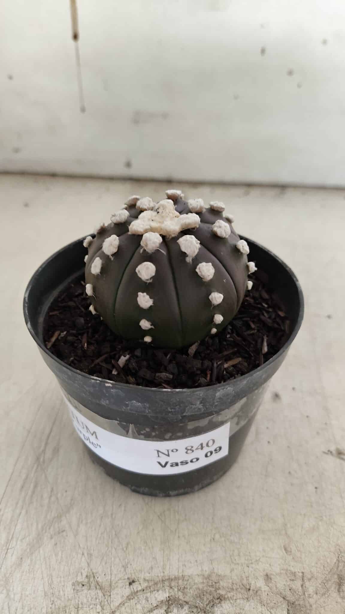ASTROPHYTUM ASTERIAS “Purple” Nº 840 – vaso 09