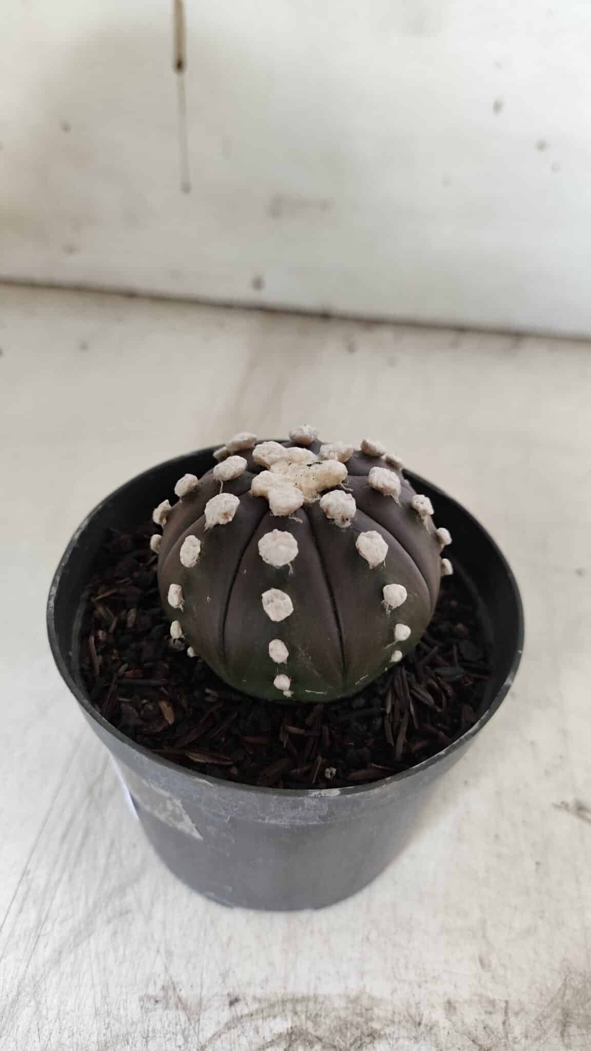 ASTROPHYTUM ASTERIAS “Purple” Nº 840 – vaso 09