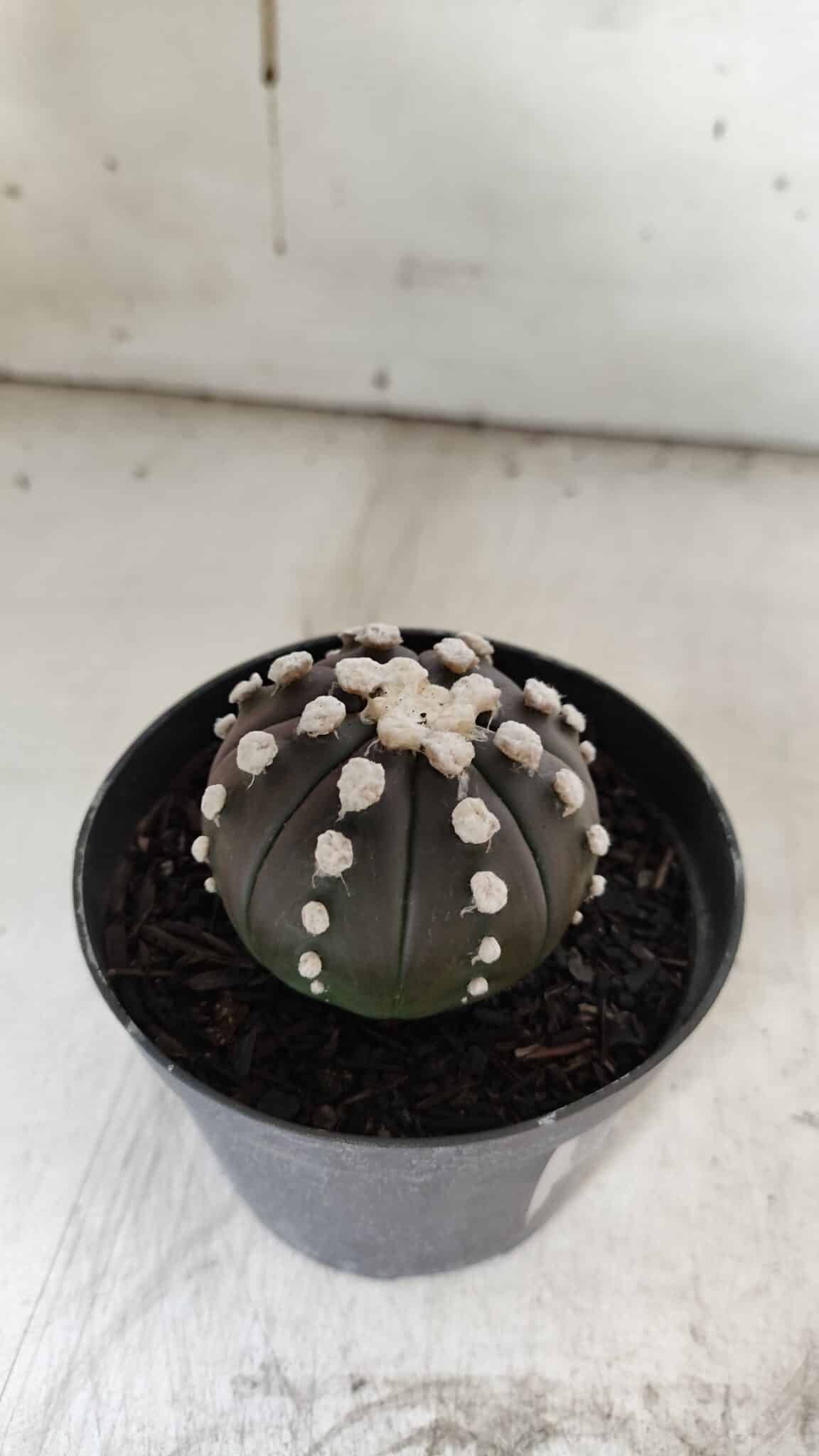 ASTROPHYTUM ASTERIAS “Purple” Nº 840 – vaso 09