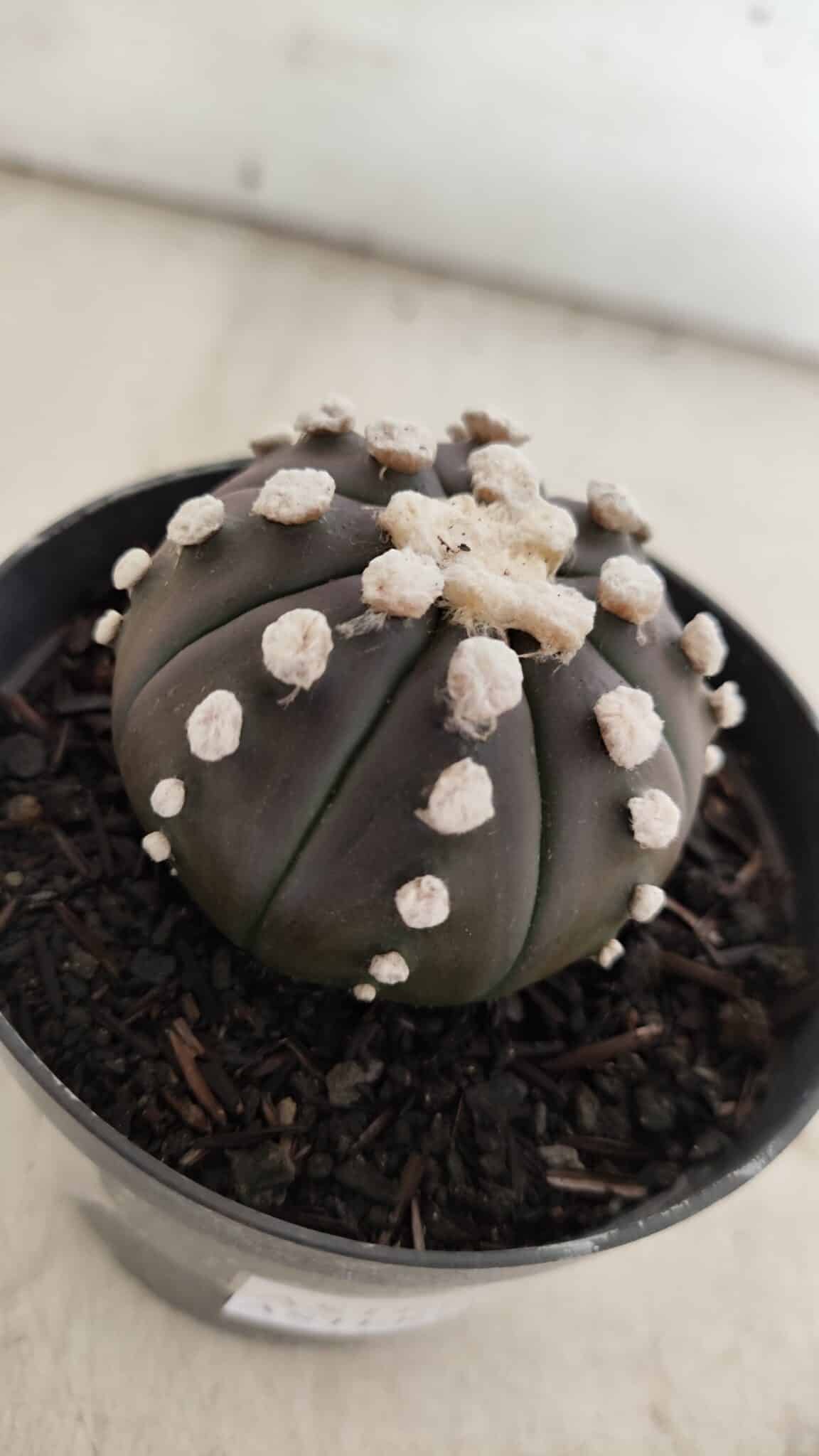 ASTROPHYTUM ASTERIAS “Purple” Nº 840 – vaso 09