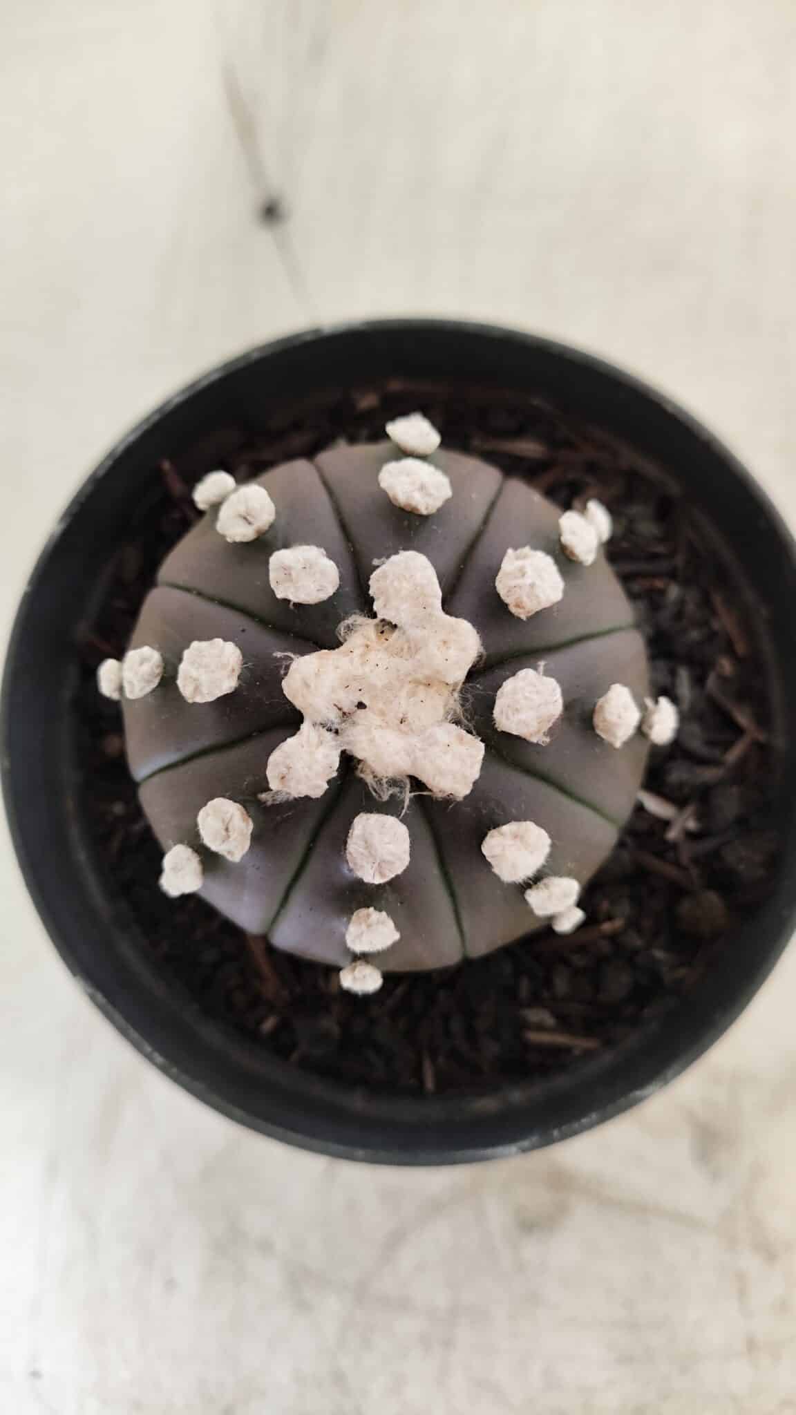 ASTROPHYTUM ASTERIAS “Purple” Nº 840 – vaso 09