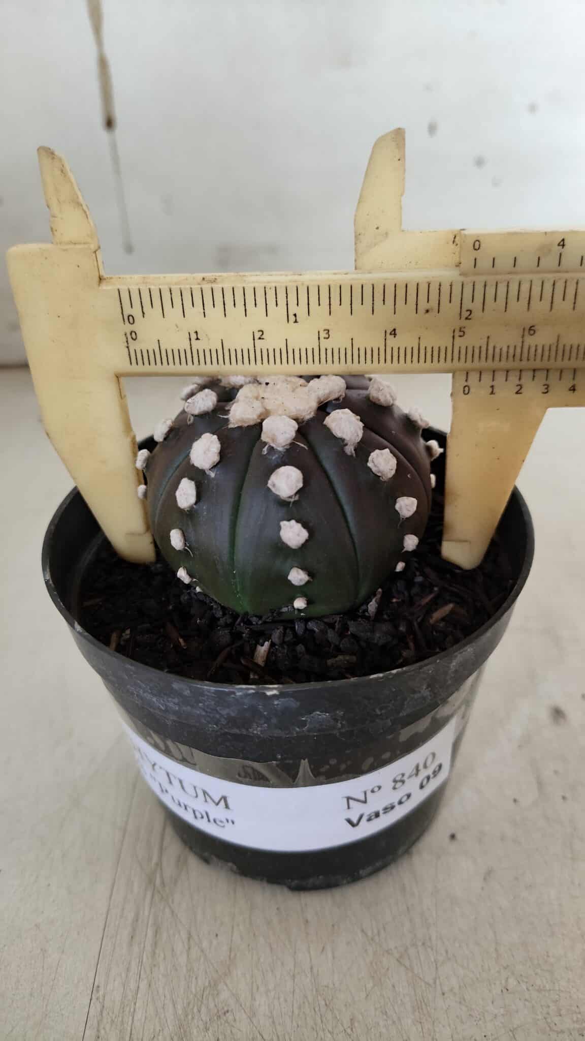 ASTROPHYTUM ASTERIAS “Purple” Nº 840 – vaso 09