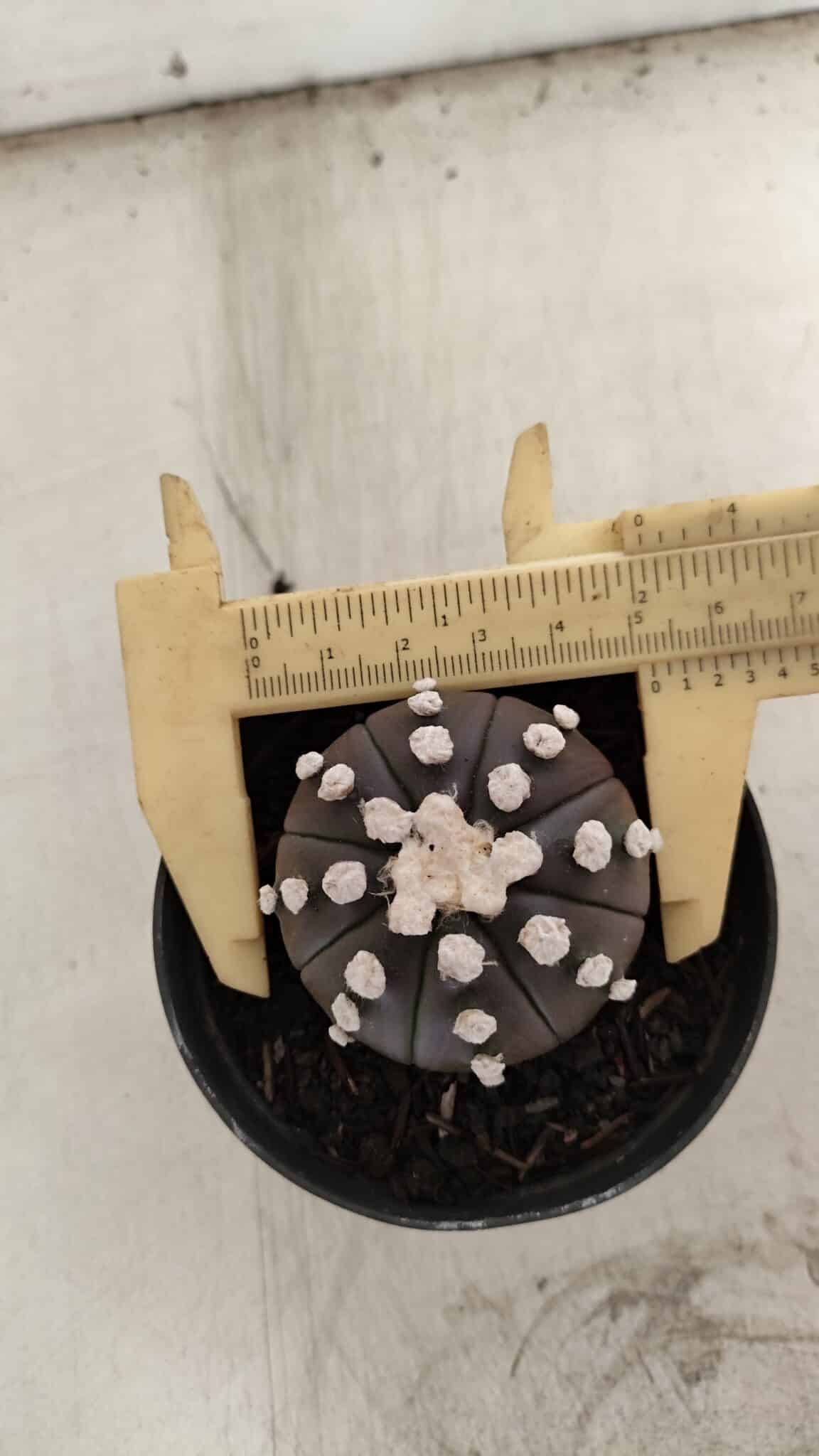 ASTROPHYTUM ASTERIAS “Purple” Nº 840 – vaso 09
