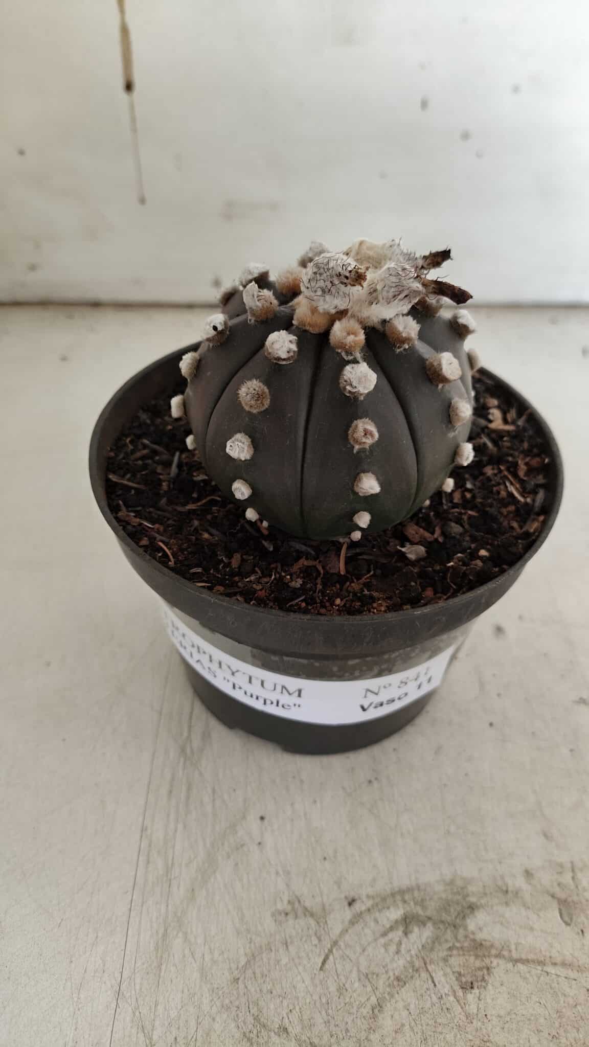 ASTROPHYTUM ASTERIAS “Purple”  Nº 841 – vaso 11