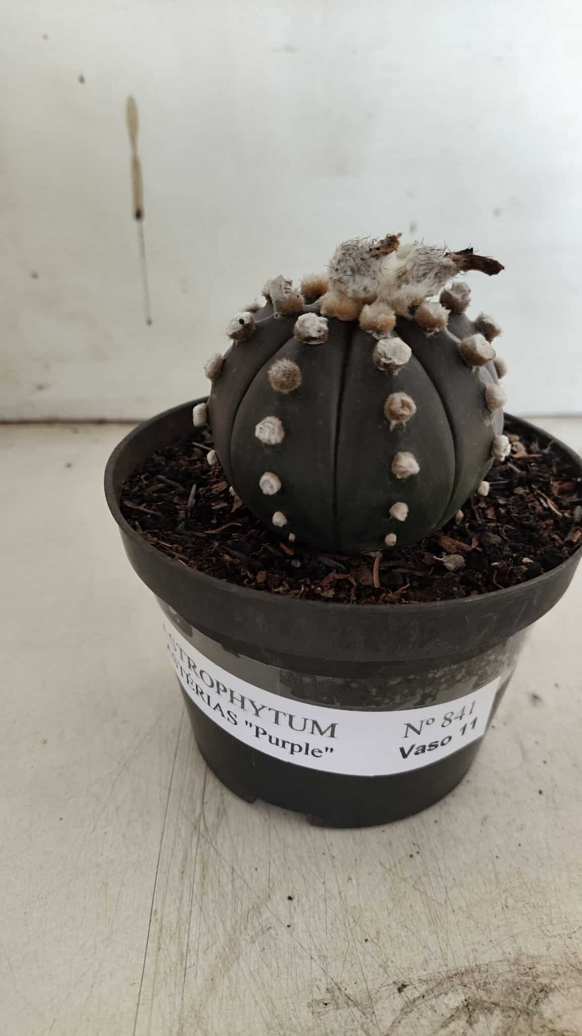 ASTROPHYTUM ASTERIAS “Purple”  Nº 841 – vaso 11