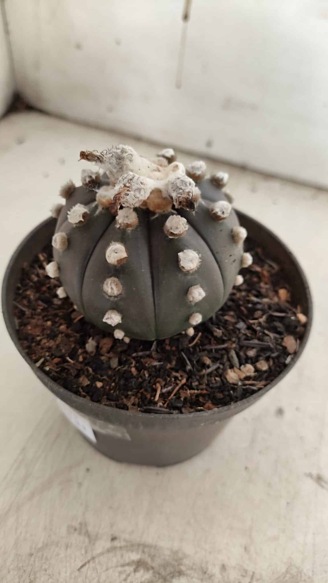 ASTROPHYTUM ASTERIAS “Purple”  Nº 841 – vaso 11
