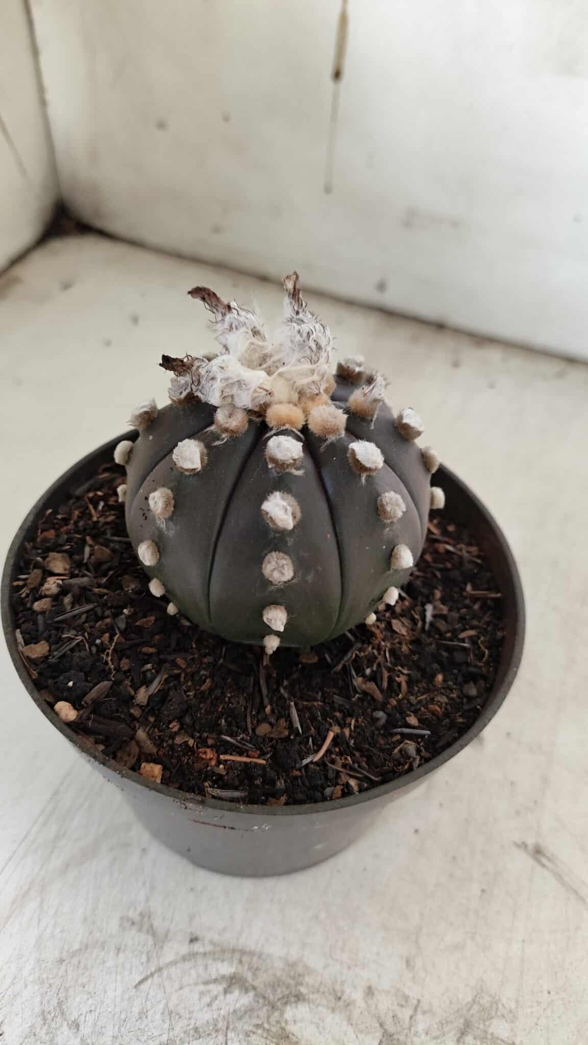 ASTROPHYTUM ASTERIAS “Purple”  Nº 841 – vaso 11