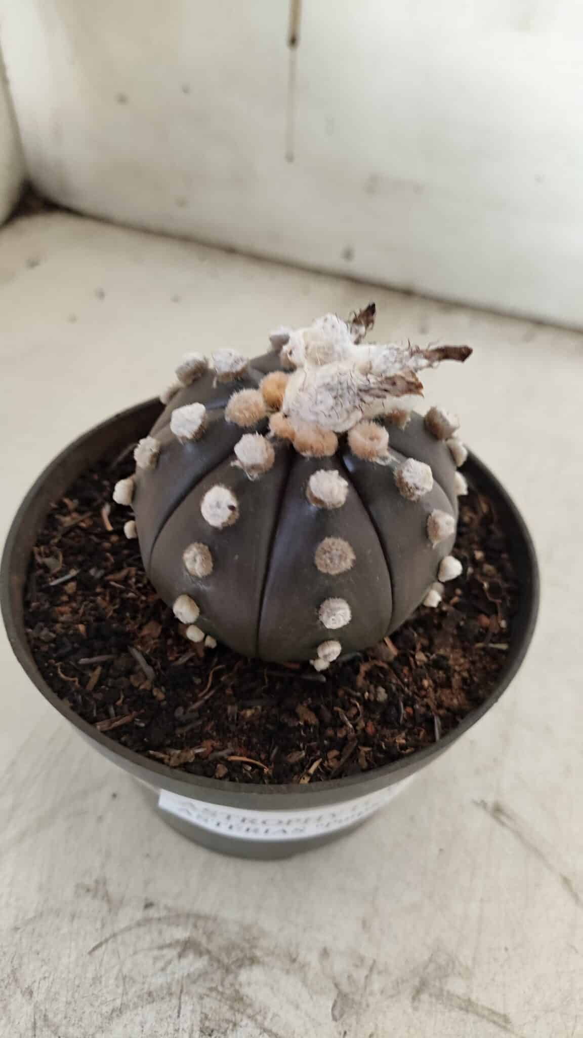 ASTROPHYTUM ASTERIAS “Purple”  Nº 841 – vaso 11