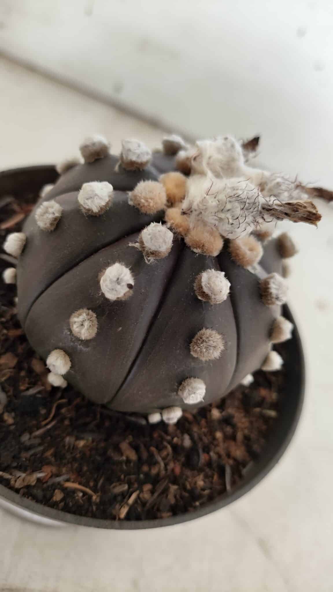 ASTROPHYTUM ASTERIAS “Purple”  Nº 841 – vaso 11