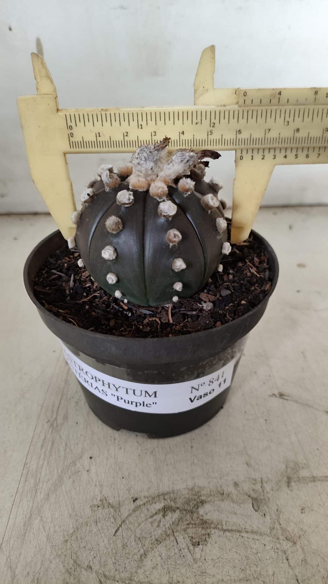 ASTROPHYTUM ASTERIAS “Purple”  Nº 841 – vaso 11