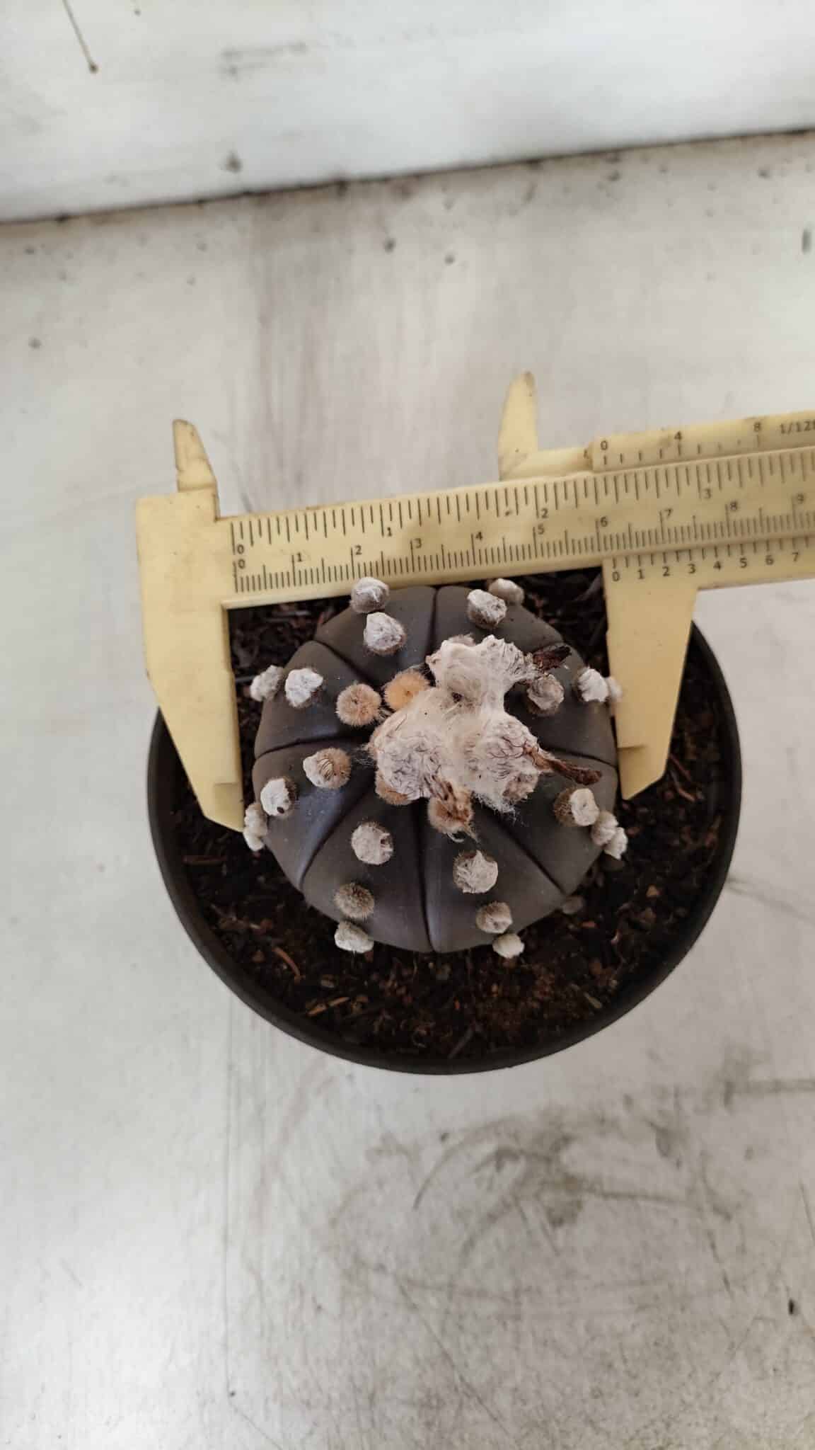 ASTROPHYTUM ASTERIAS “Purple”  Nº 841 – vaso 11