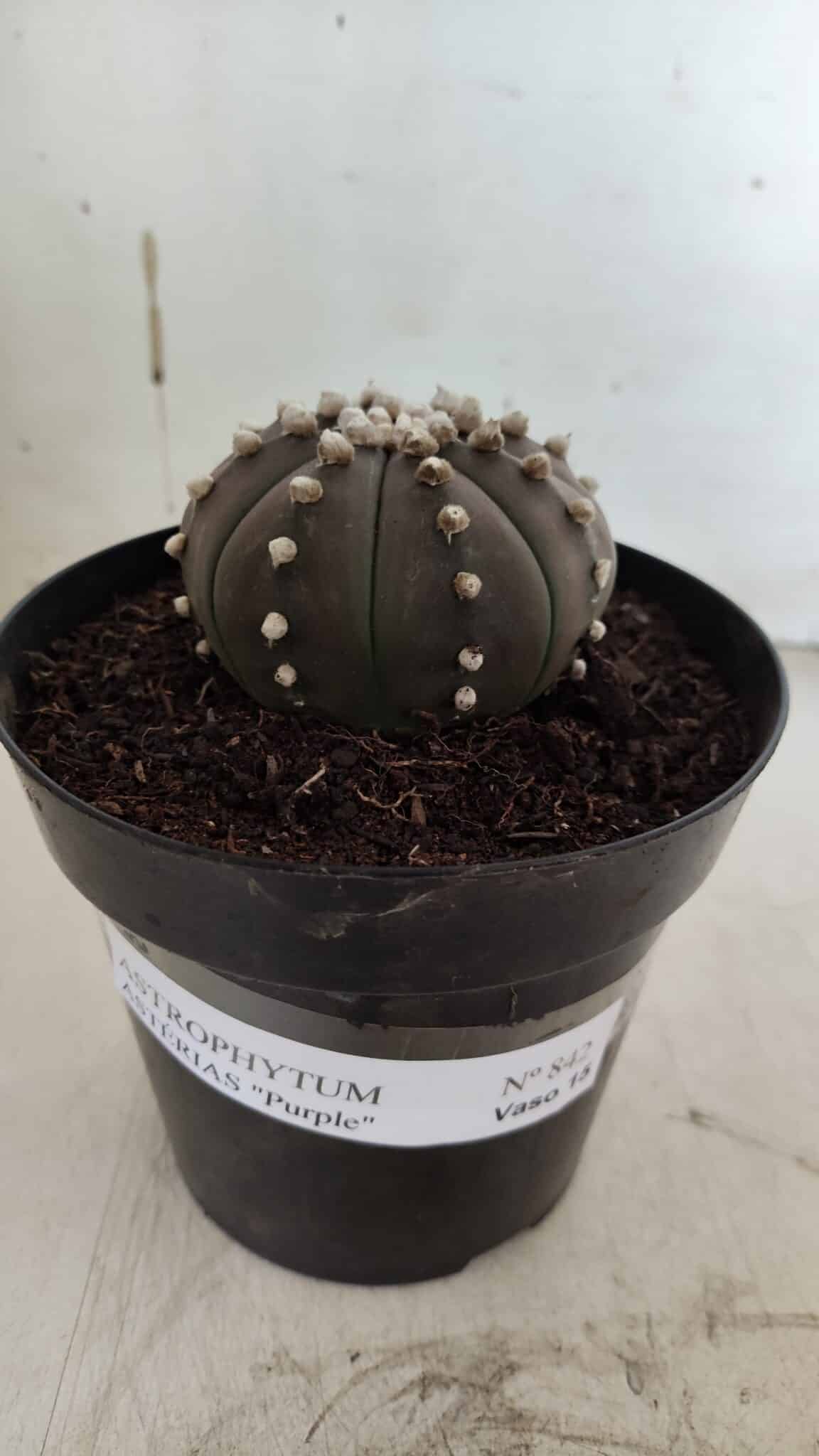 ASTROPHYTUM ASTERIAS “Purple”  Nº 842 – vaso 15