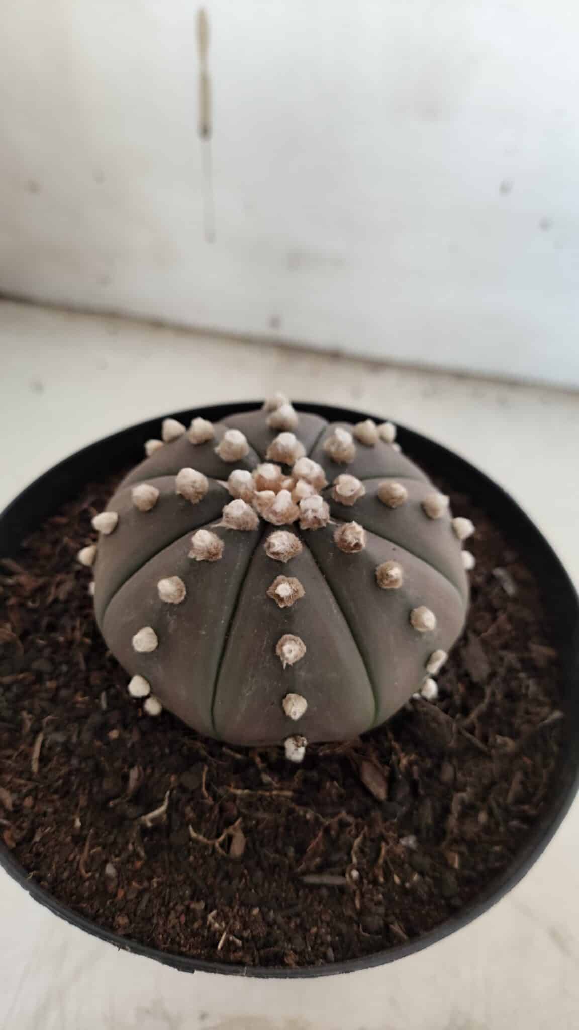 ASTROPHYTUM ASTERIAS “Purple”  Nº 842 – vaso 15
