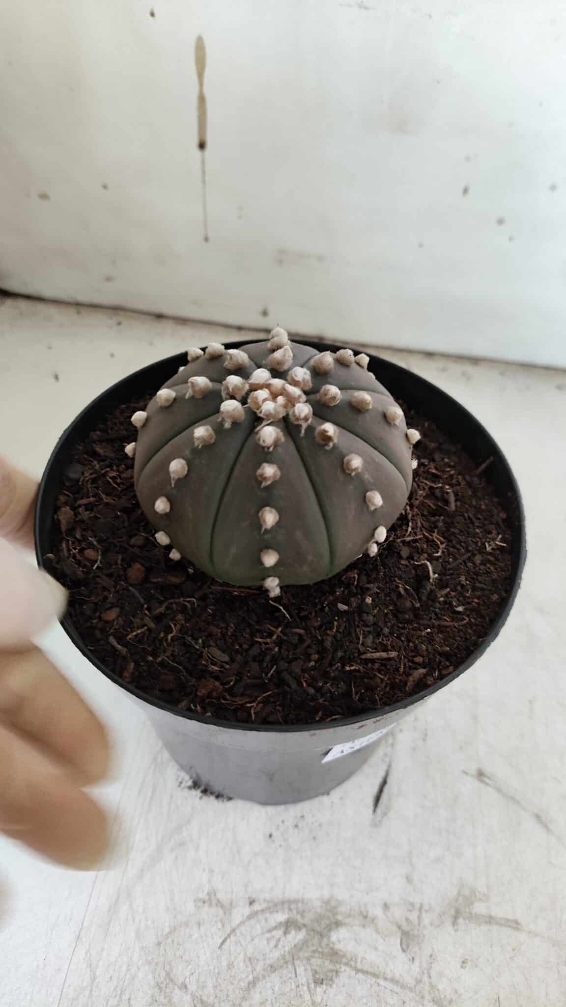 ASTROPHYTUM ASTERIAS “Purple”  Nº 842 – vaso 15