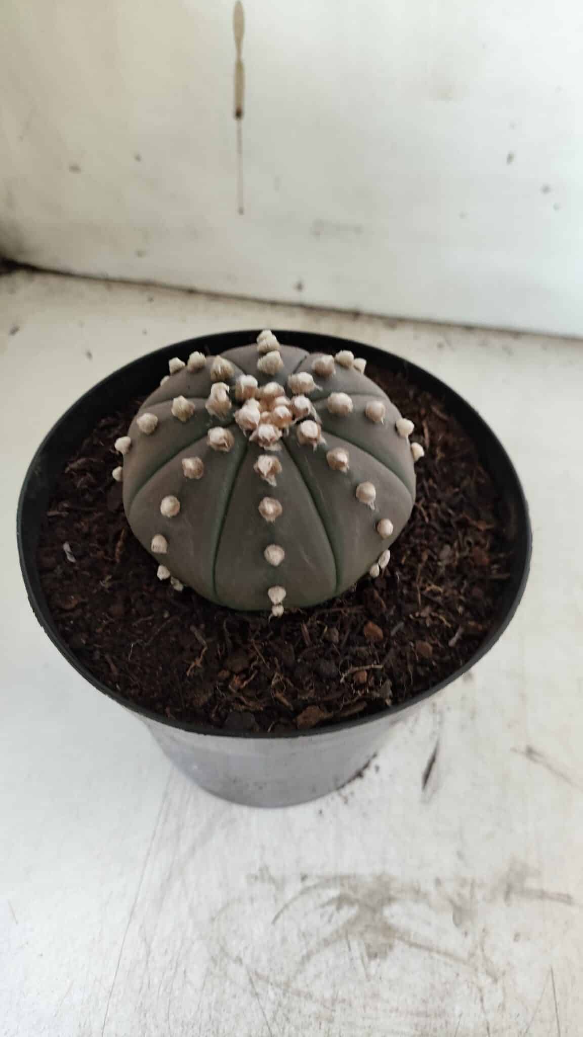 ASTROPHYTUM ASTERIAS “Purple”  Nº 842 – vaso 15