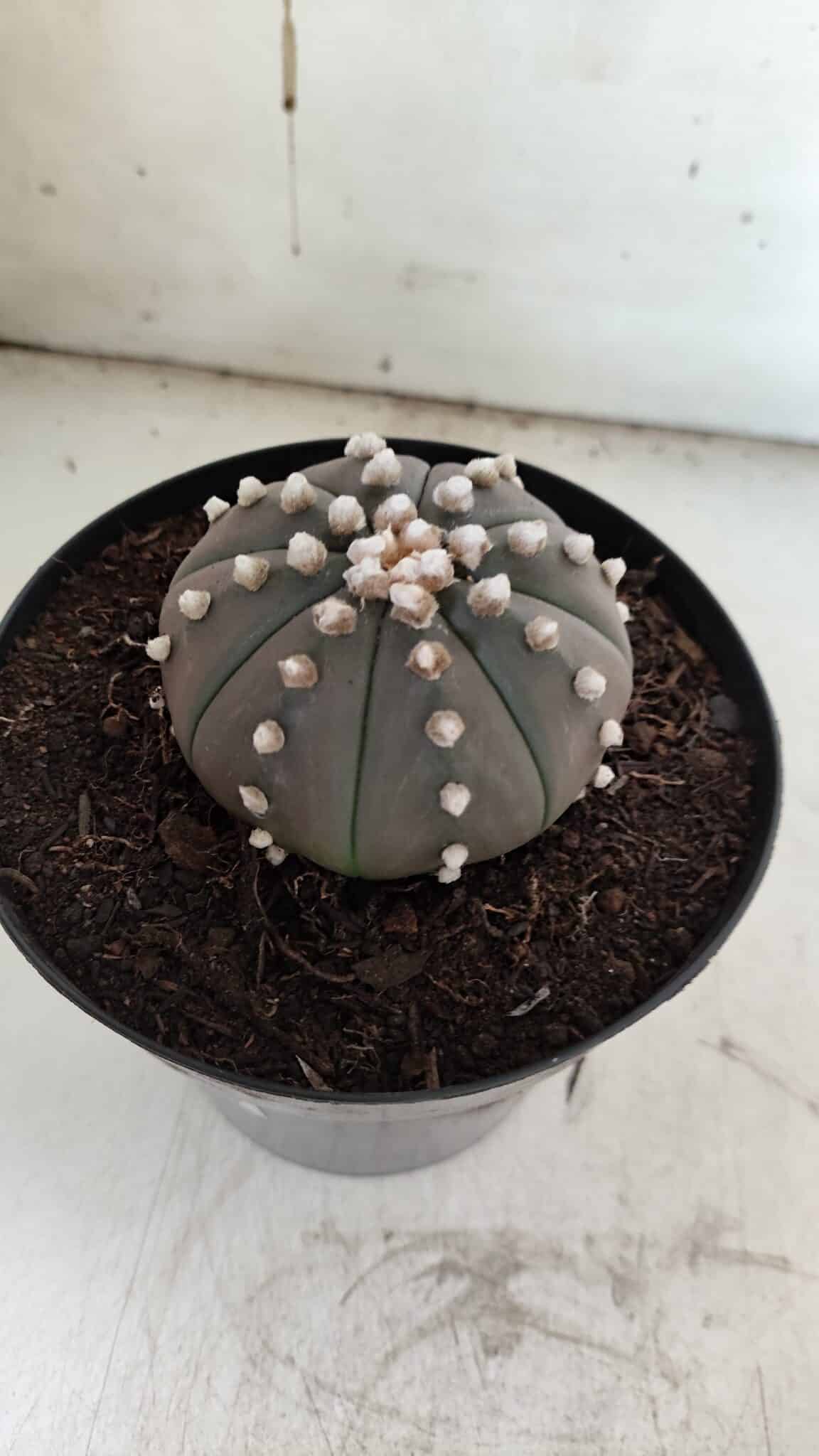 ASTROPHYTUM ASTERIAS “Purple”  Nº 842 – vaso 15