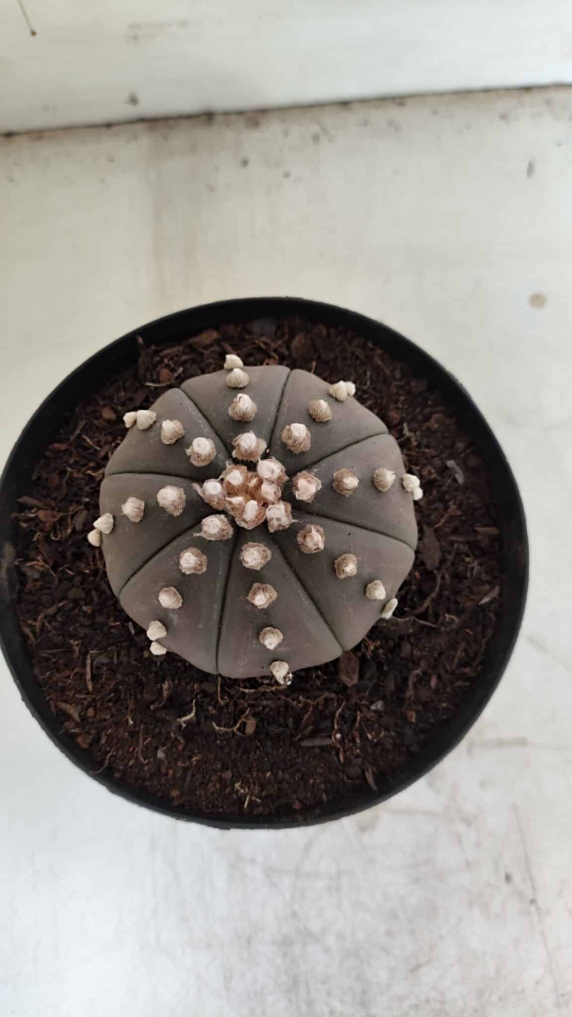 ASTROPHYTUM ASTERIAS “Purple”  Nº 842 – vaso 15