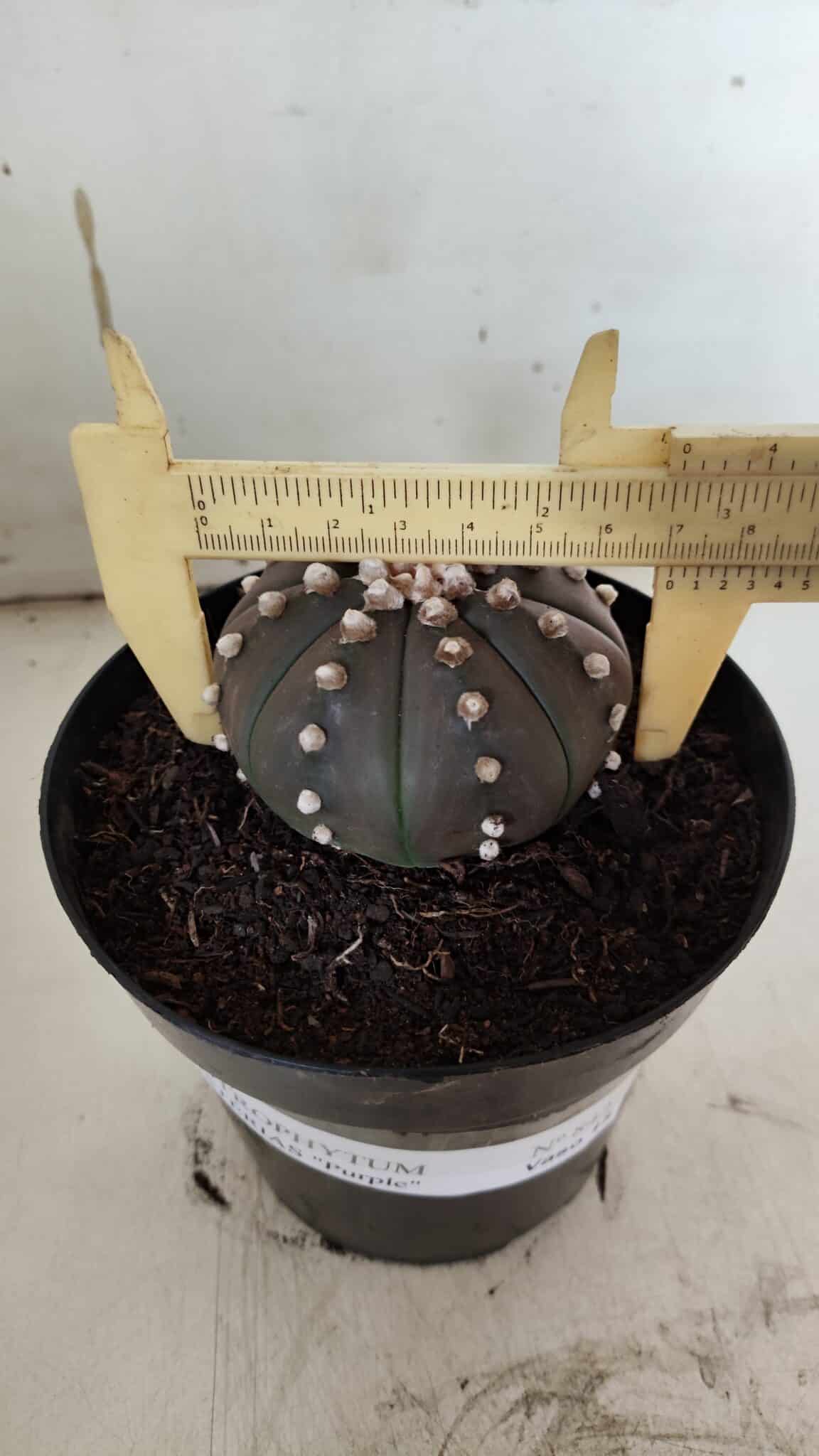 ASTROPHYTUM ASTERIAS “Purple”  Nº 842 – vaso 15