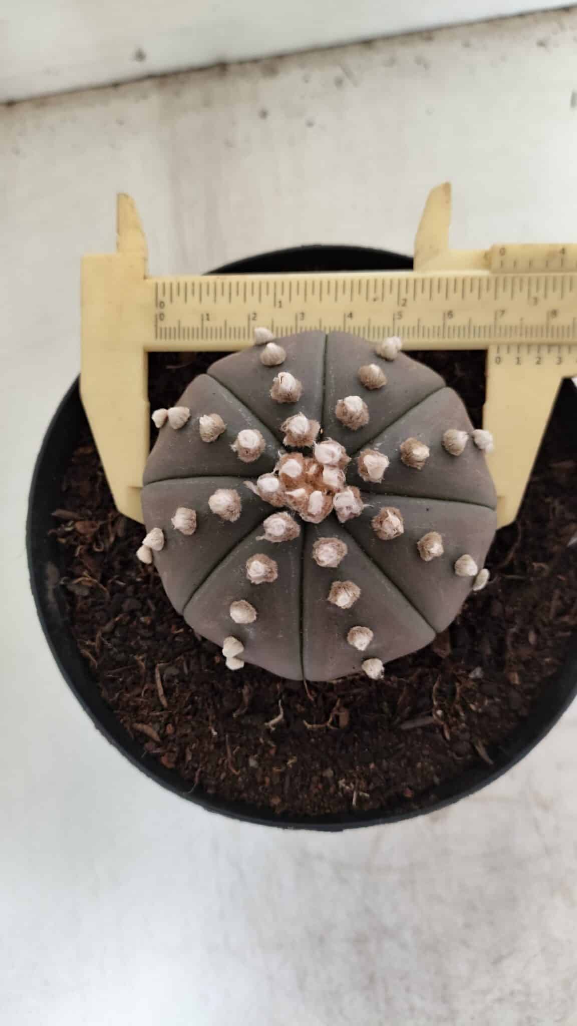 ASTROPHYTUM ASTERIAS “Purple”  Nº 842 – vaso 15