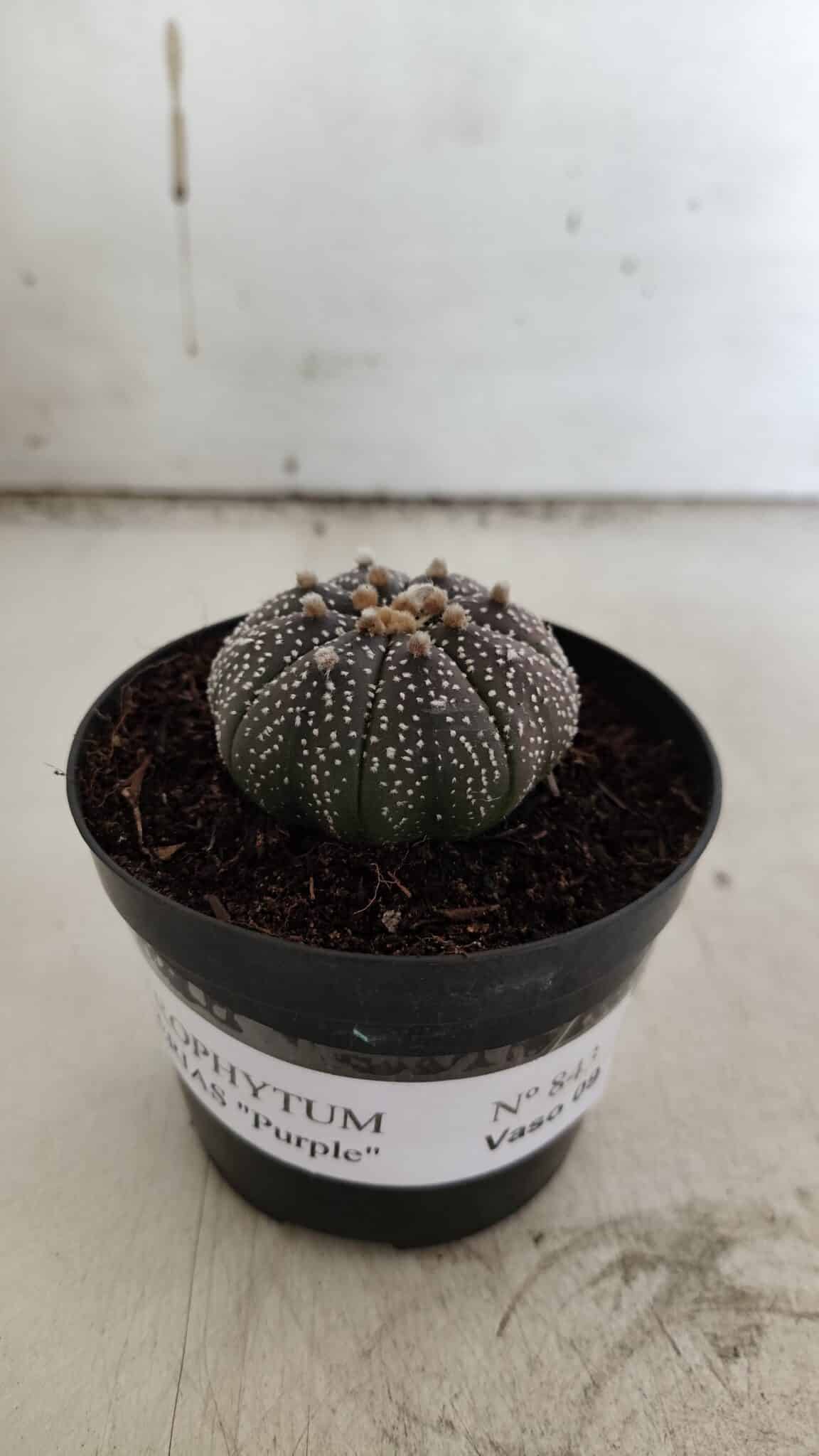 ASTROPHYTUM ASTERIAS “Purple” Nº 843 – vaso 09