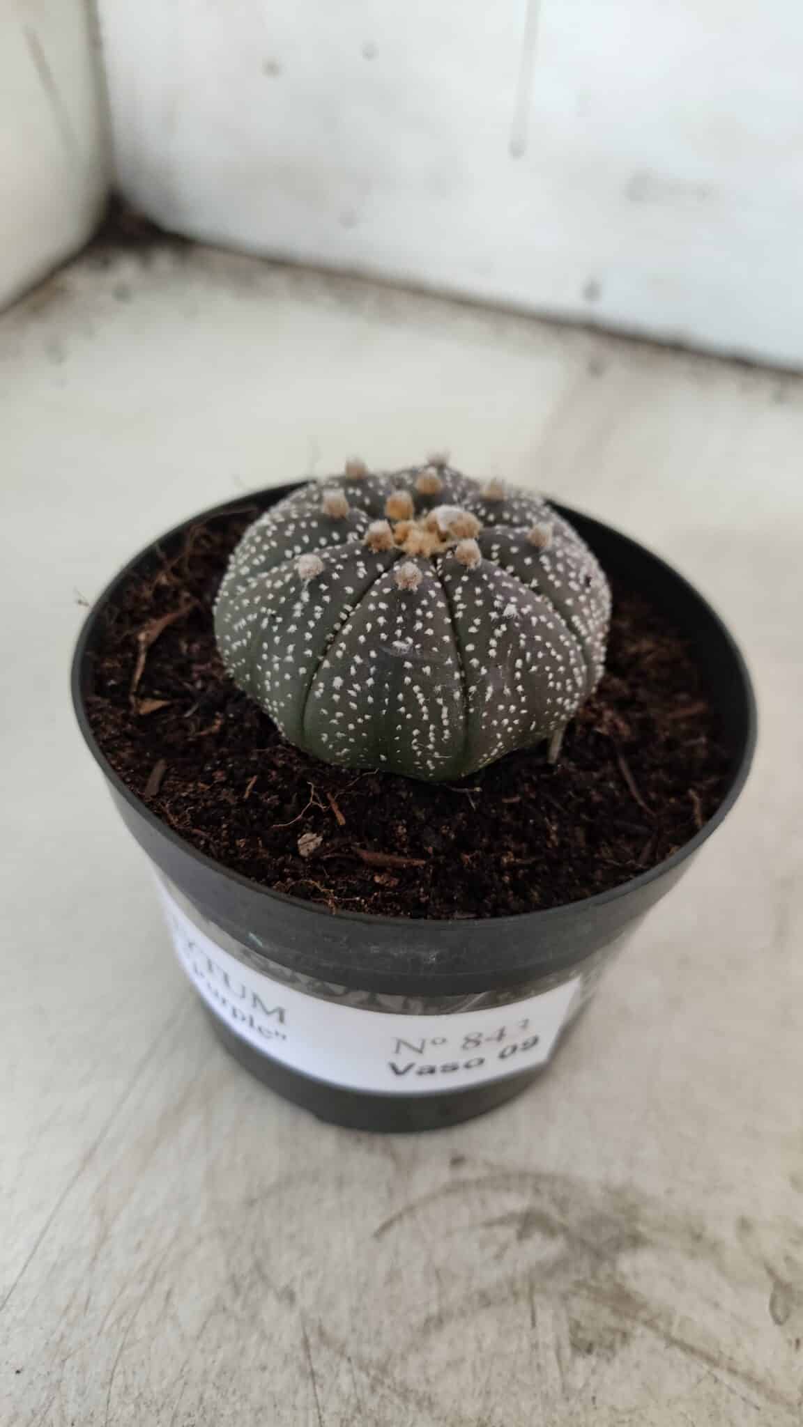 ASTROPHYTUM ASTERIAS “Purple” Nº 843 – vaso 09
