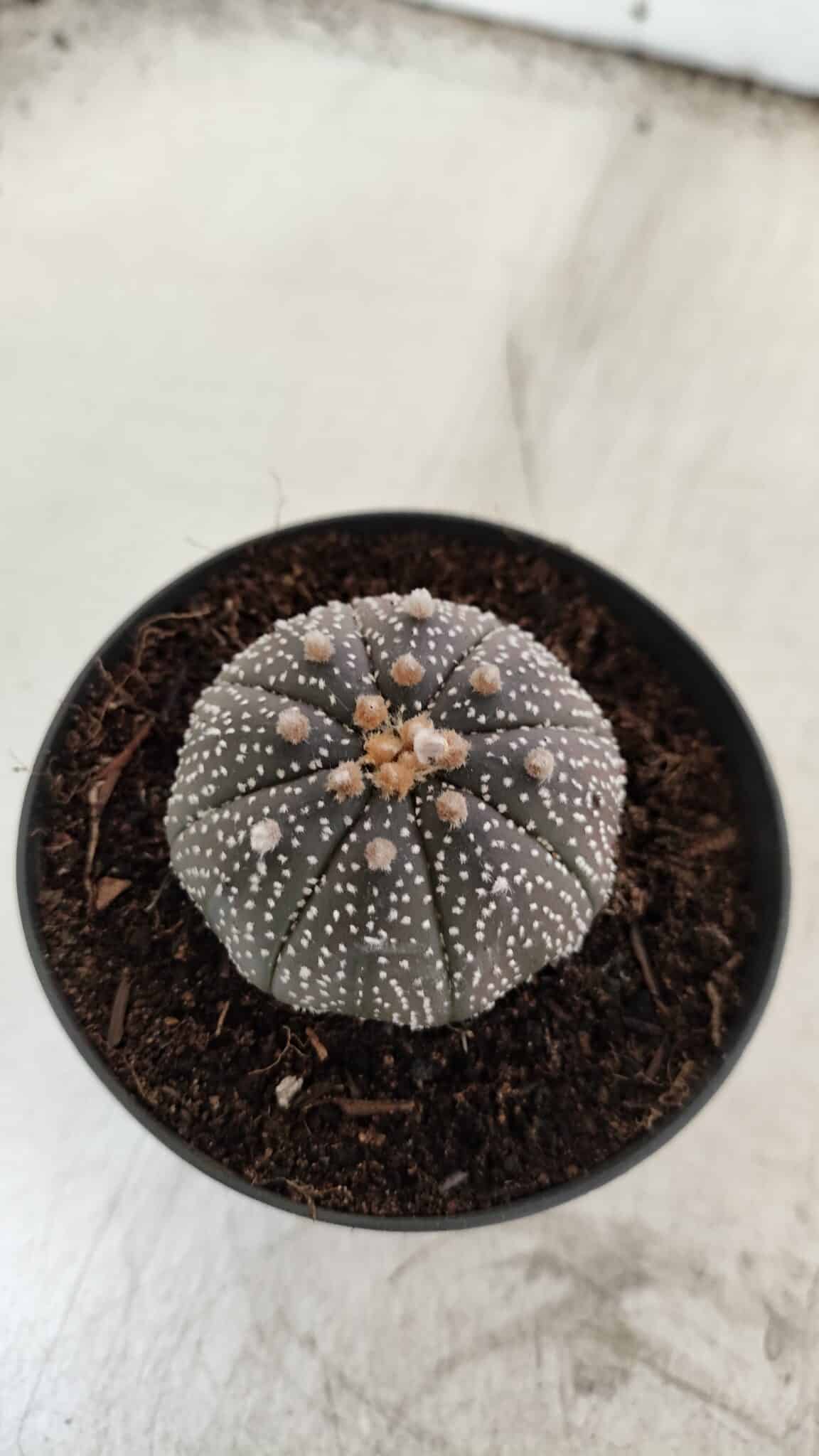 ASTROPHYTUM ASTERIAS “Purple” Nº 843 – vaso 09