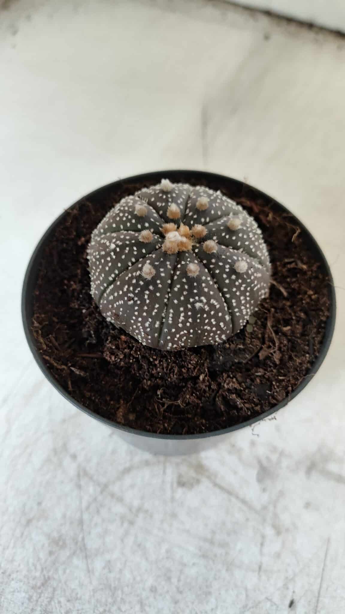 ASTROPHYTUM ASTERIAS “Purple” Nº 843 – vaso 09