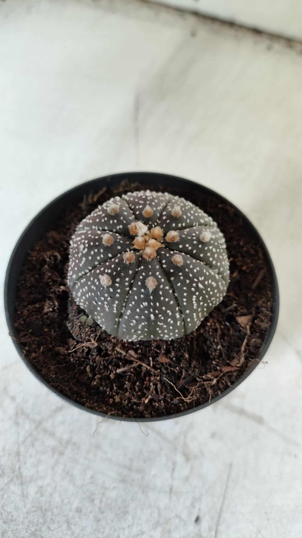 ASTROPHYTUM ASTERIAS “Purple” Nº 843 – vaso 09