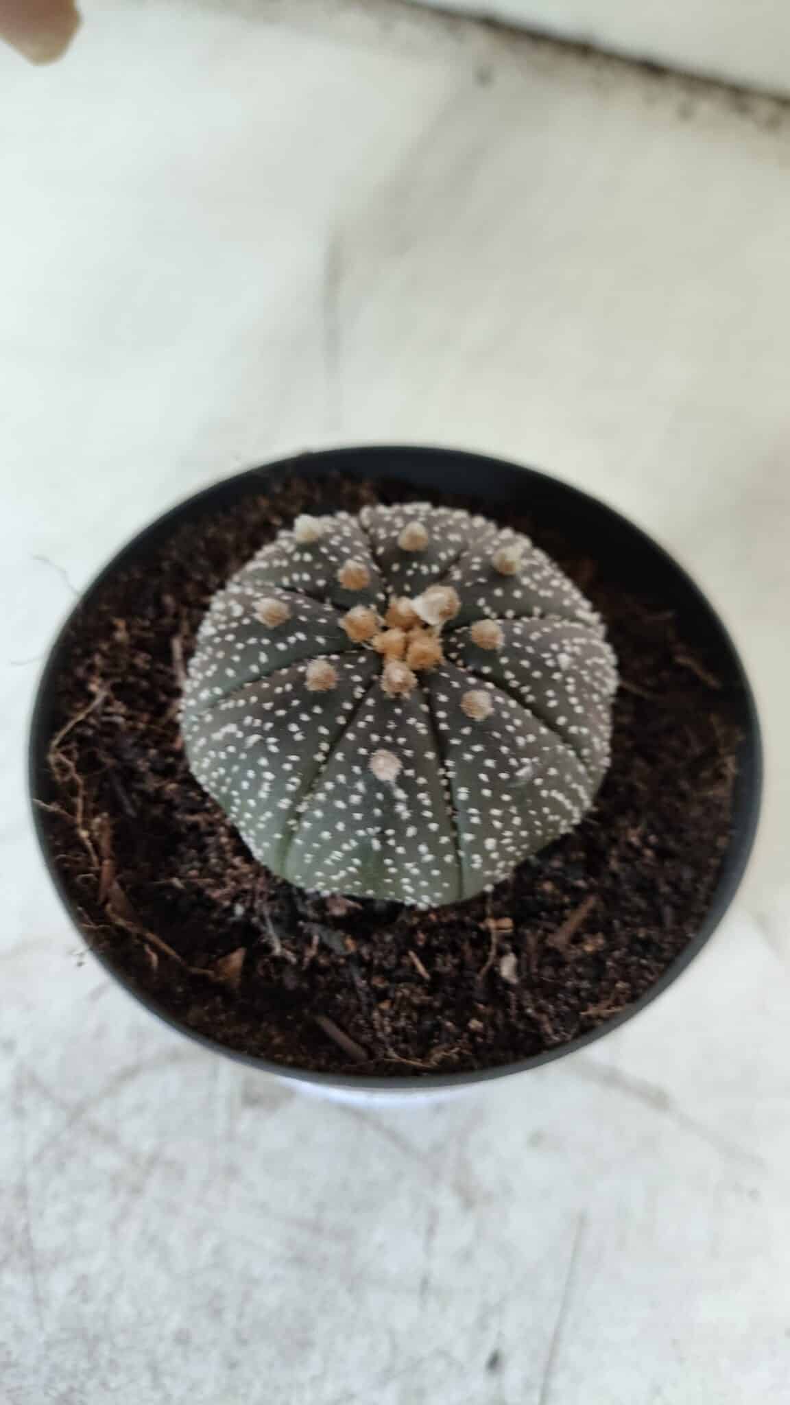 ASTROPHYTUM ASTERIAS “Purple” Nº 843 – vaso 09