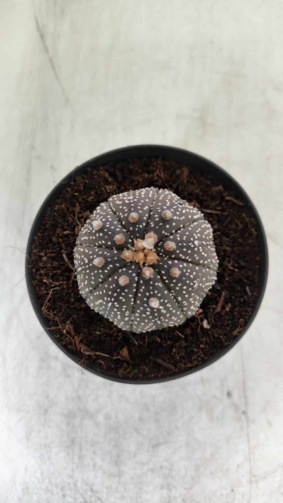 ASTROPHYTUM ASTERIAS “Purple” Nº 843 – vaso 09