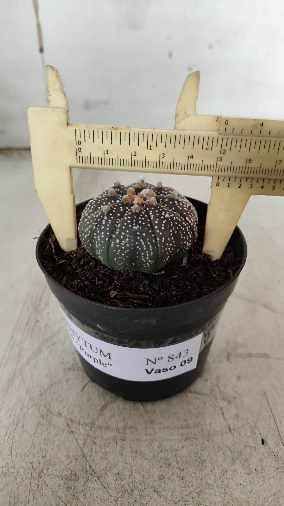ASTROPHYTUM ASTERIAS “Purple” Nº 843 – vaso 09