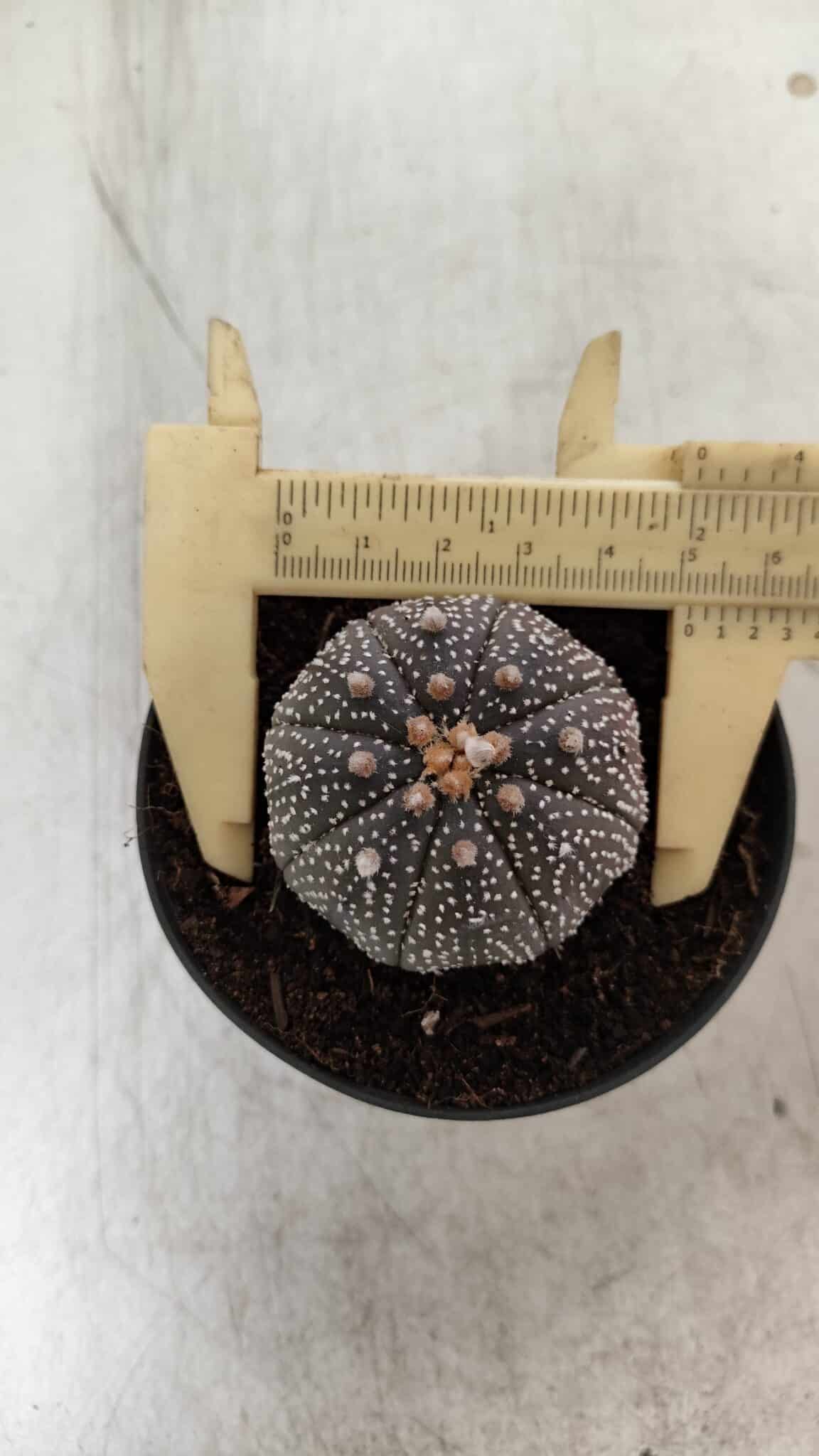 ASTROPHYTUM ASTERIAS “Purple” Nº 843 – vaso 09