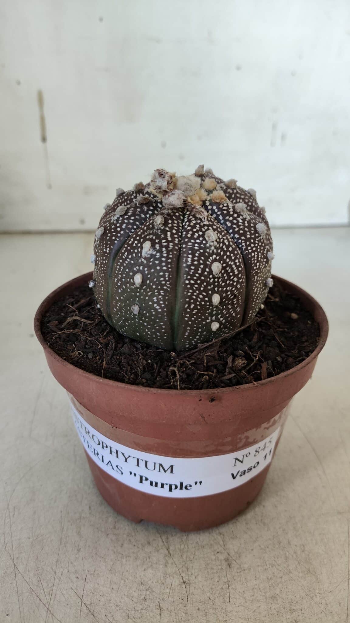 ASTROPHYTUM ASTERIAS “Purple” Nº 845 – vaso 11