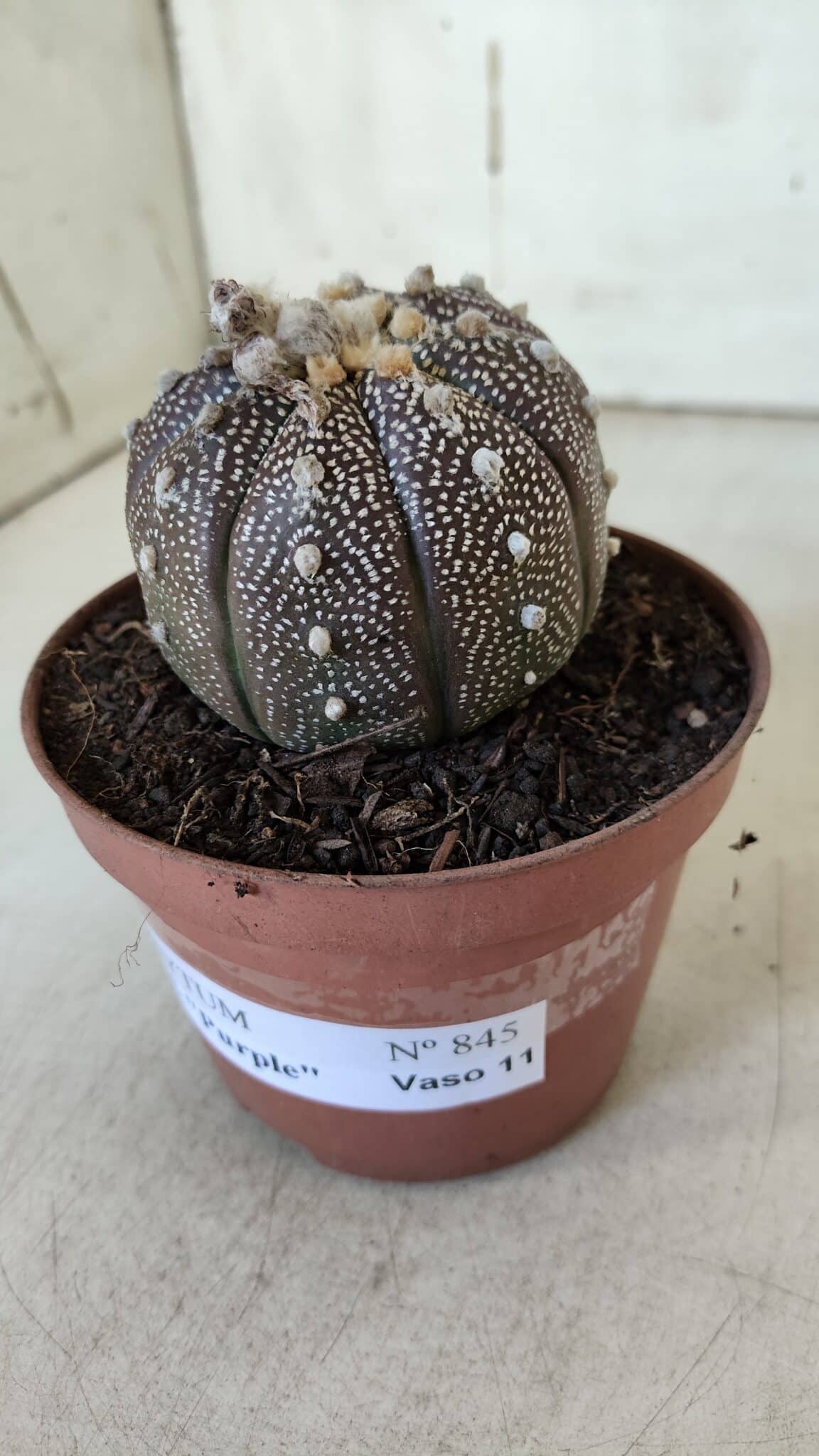 ASTROPHYTUM ASTERIAS “Purple” Nº 845 – vaso 11
